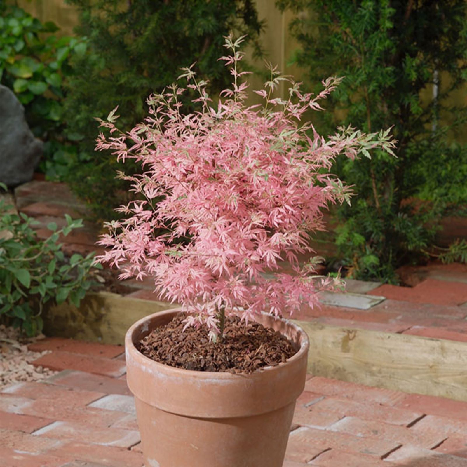 Thompson & Morgan Acer Taylor 3 Litre Pot x 1