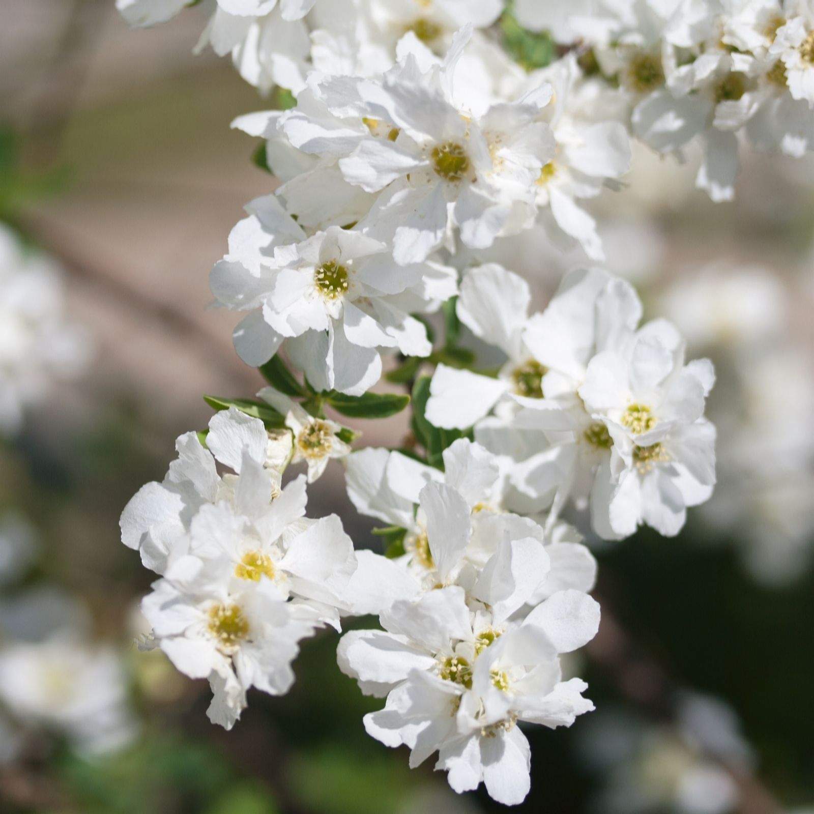 Plants 2 Gardens White/Pink Plants2gardens Exochorda Blushing Pearl 4Ltr