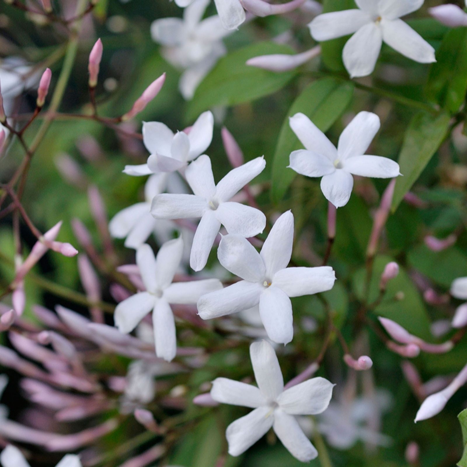 Richard Jackson White Evergreen Chinese Jasmine 1X 3 Litre Pot