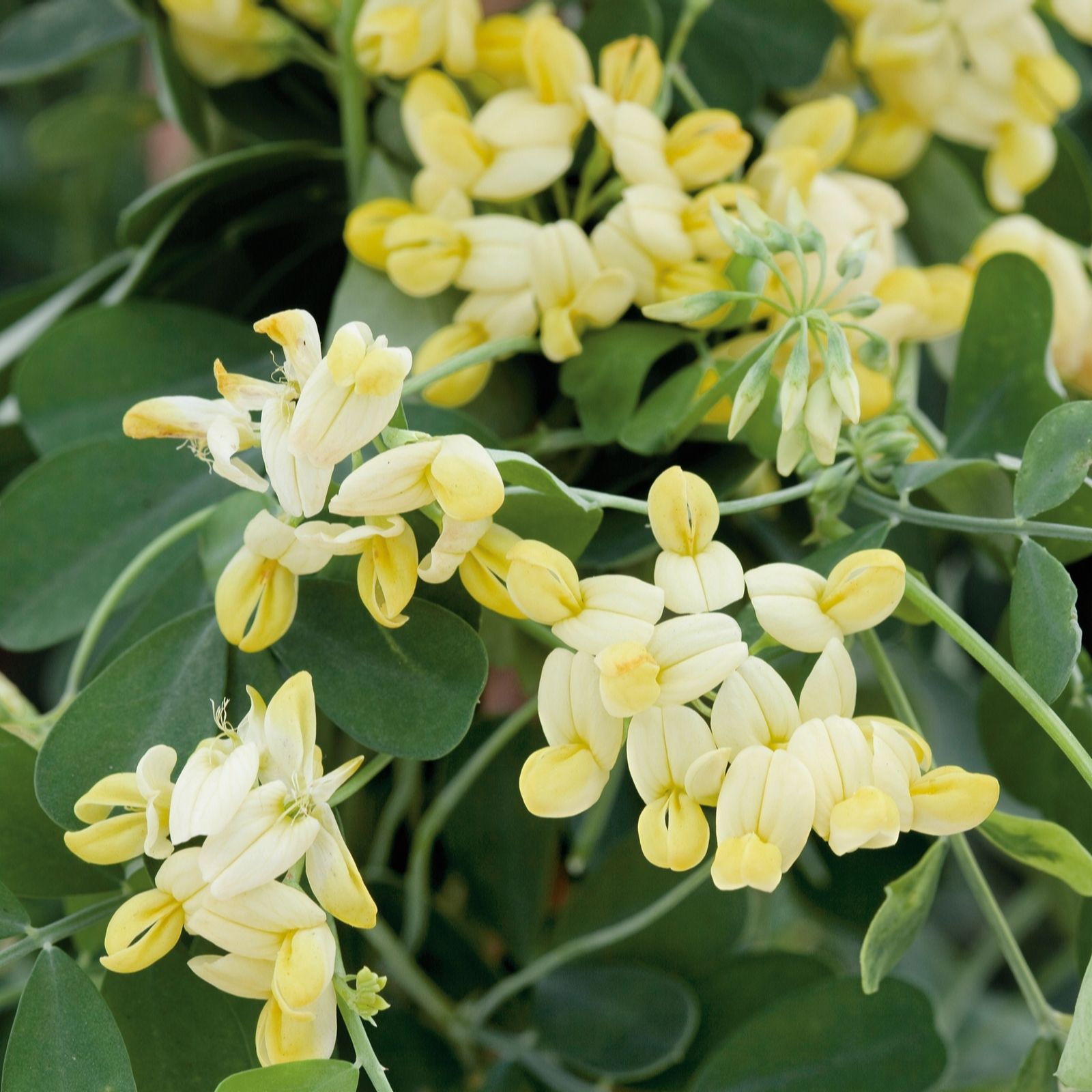 Plants 2 Gardens Yellow/Blue/Green Plants2gardens Coronilla Citrina 4.5Ltr