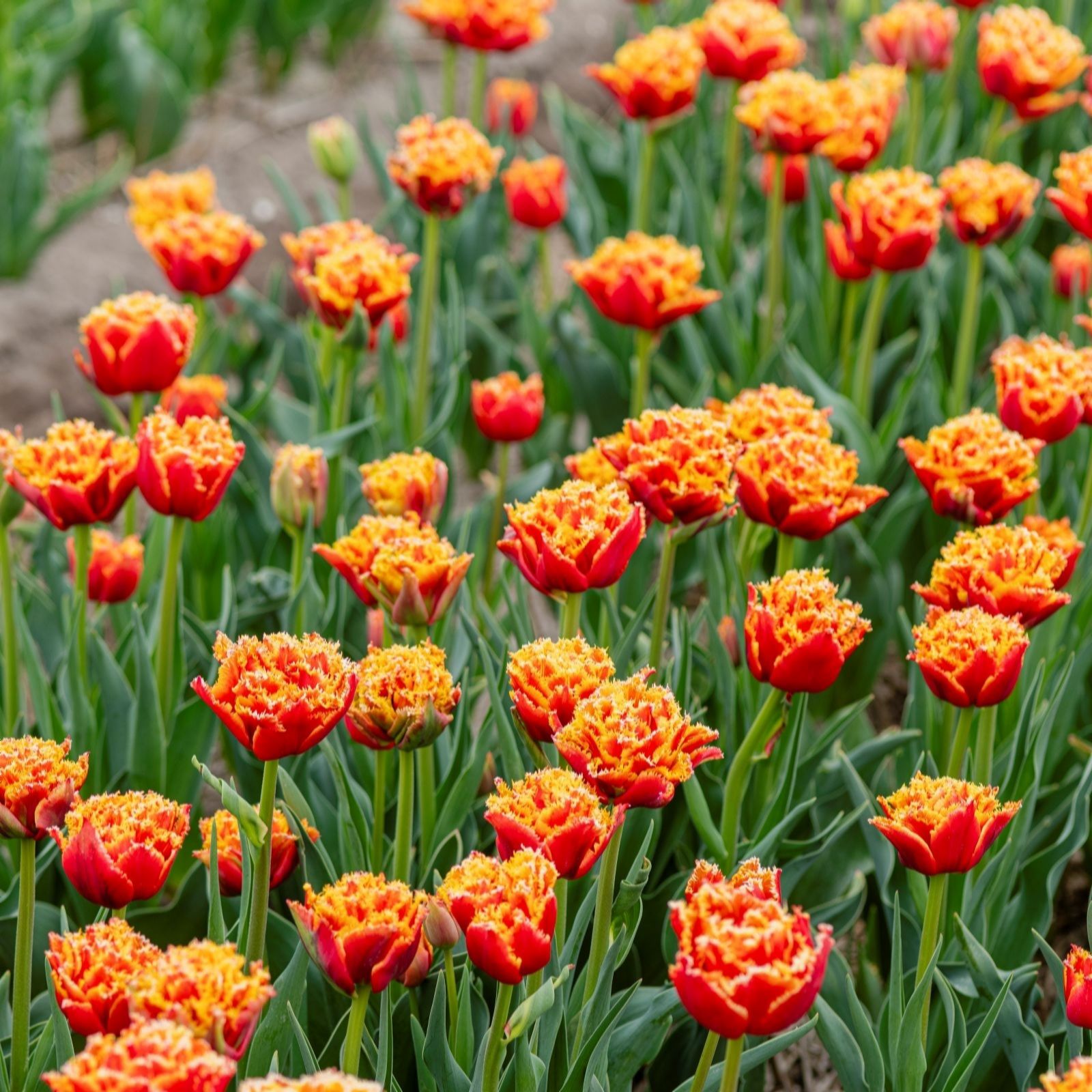 Thompson & Morgan Red/Orange Tulip Flames Of Passion 8 Bulbs