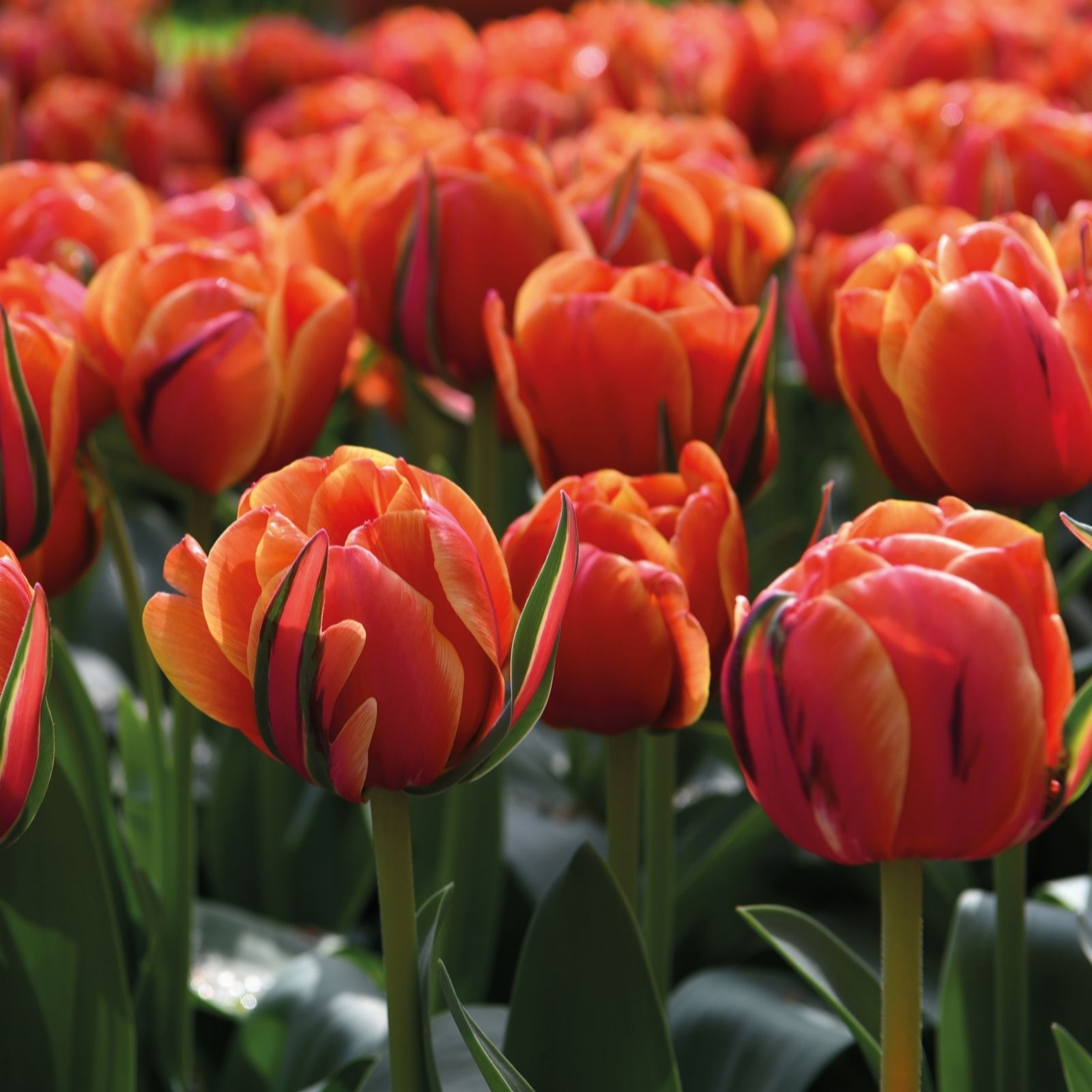 Thompson & Morgan 16 x Tulip Queensday Bulbs