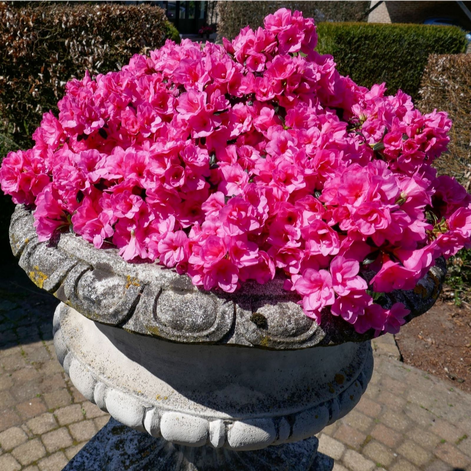 Thompson & Morgan Azalea Cascading Pink 19cm Pot x 1