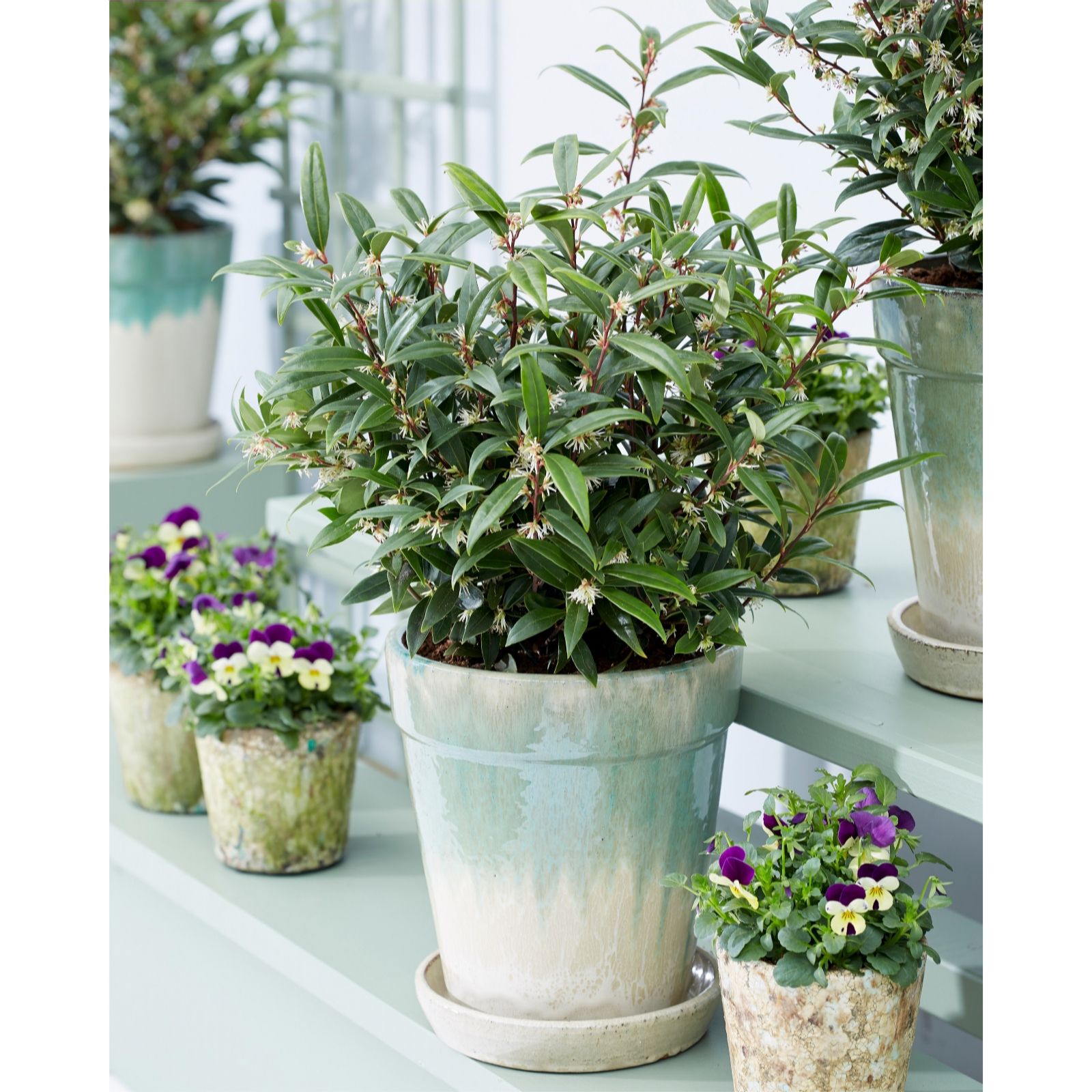 Plants 2 Gardens Purple Plants2gardens Sarcococca Gem 4.5Ltr
