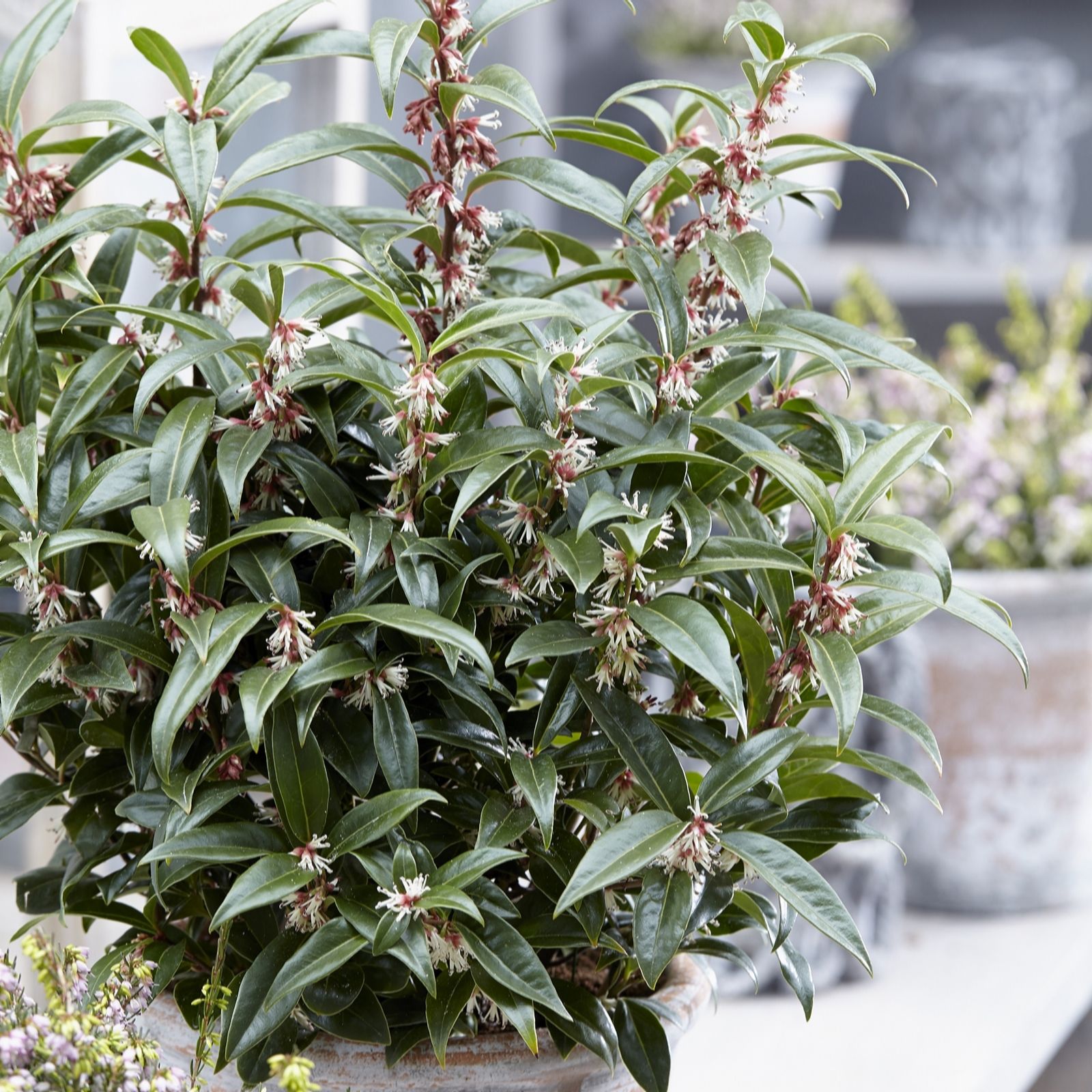 Hayloft Plants Purple/Black Sarcococca Winter Gem (Christmas Box) P9