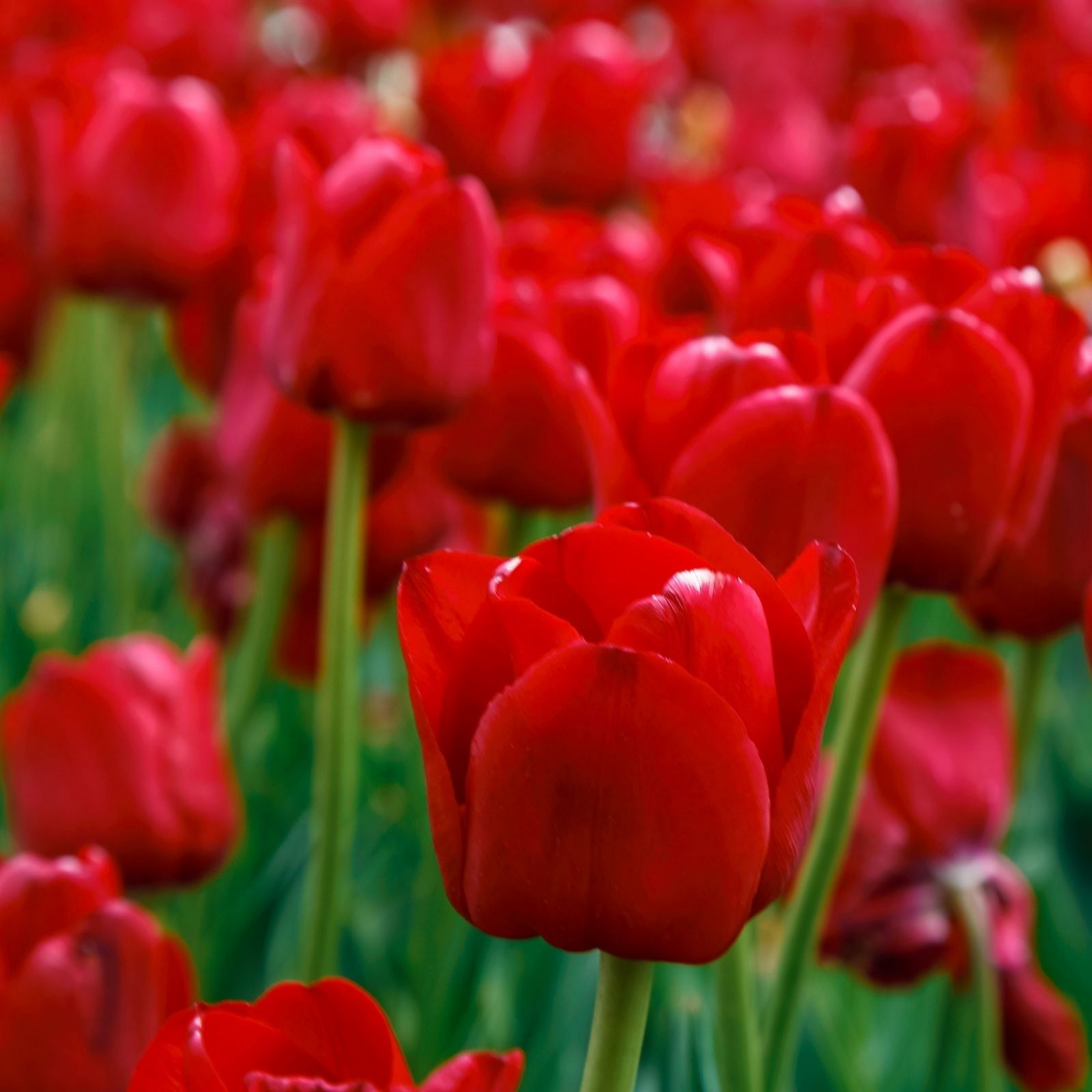 Thompson & Morgan Tulip Pati Mix 40 Bulbs