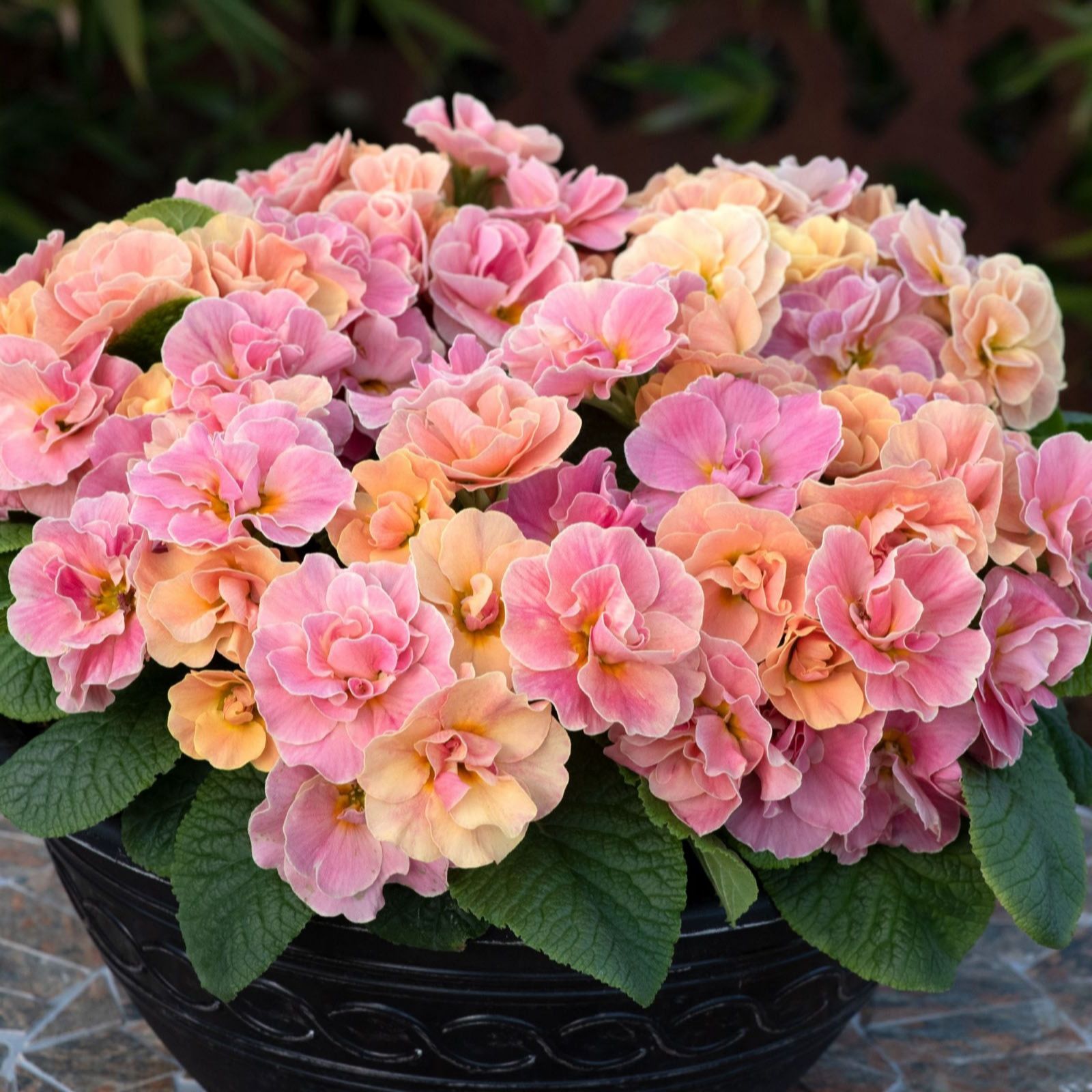 Thompson & Morgan Primrose Pom Pom Mandarin Garden Ready Plants x12