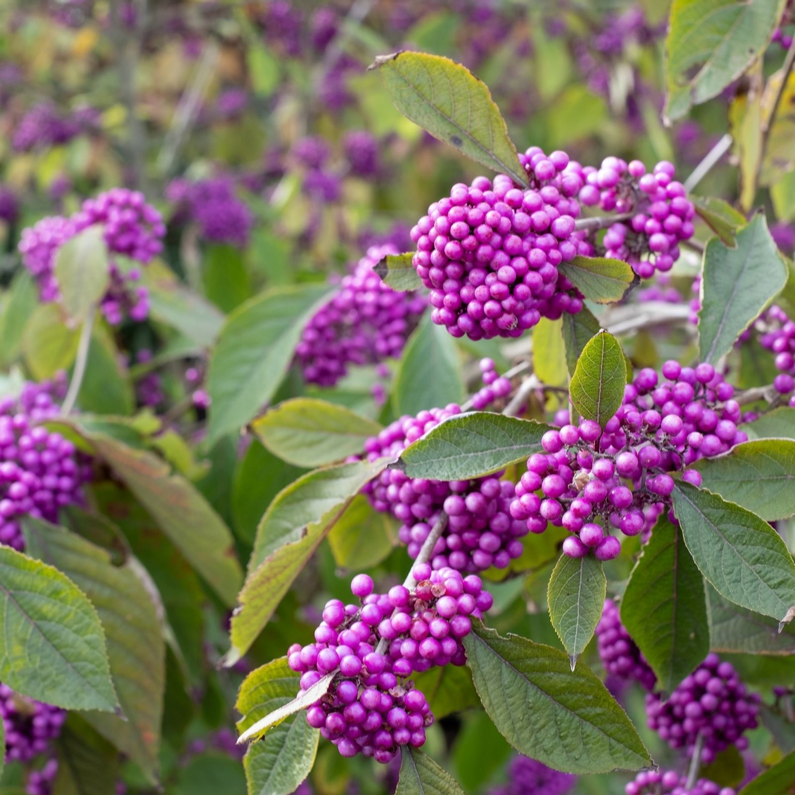 Hayloft Plants Purple/Light Callicarpa Profusion 9Cm Pots