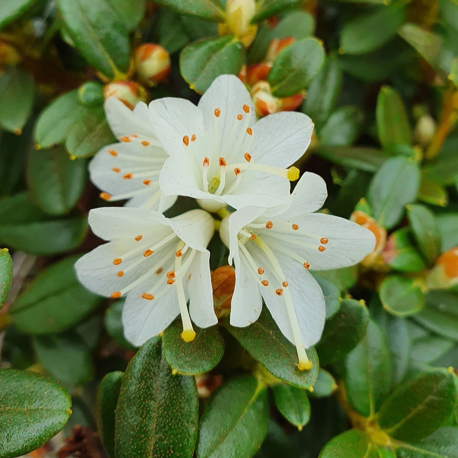 Plants 2 Gardens White Plants2gardens Rhododendron Egret 3Ltr
