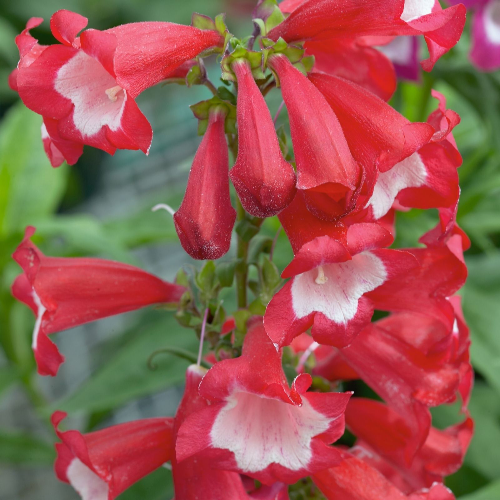 Plants 2 Gardens Plants2gardens Penstemon Phoenix Collection 3 X 2L