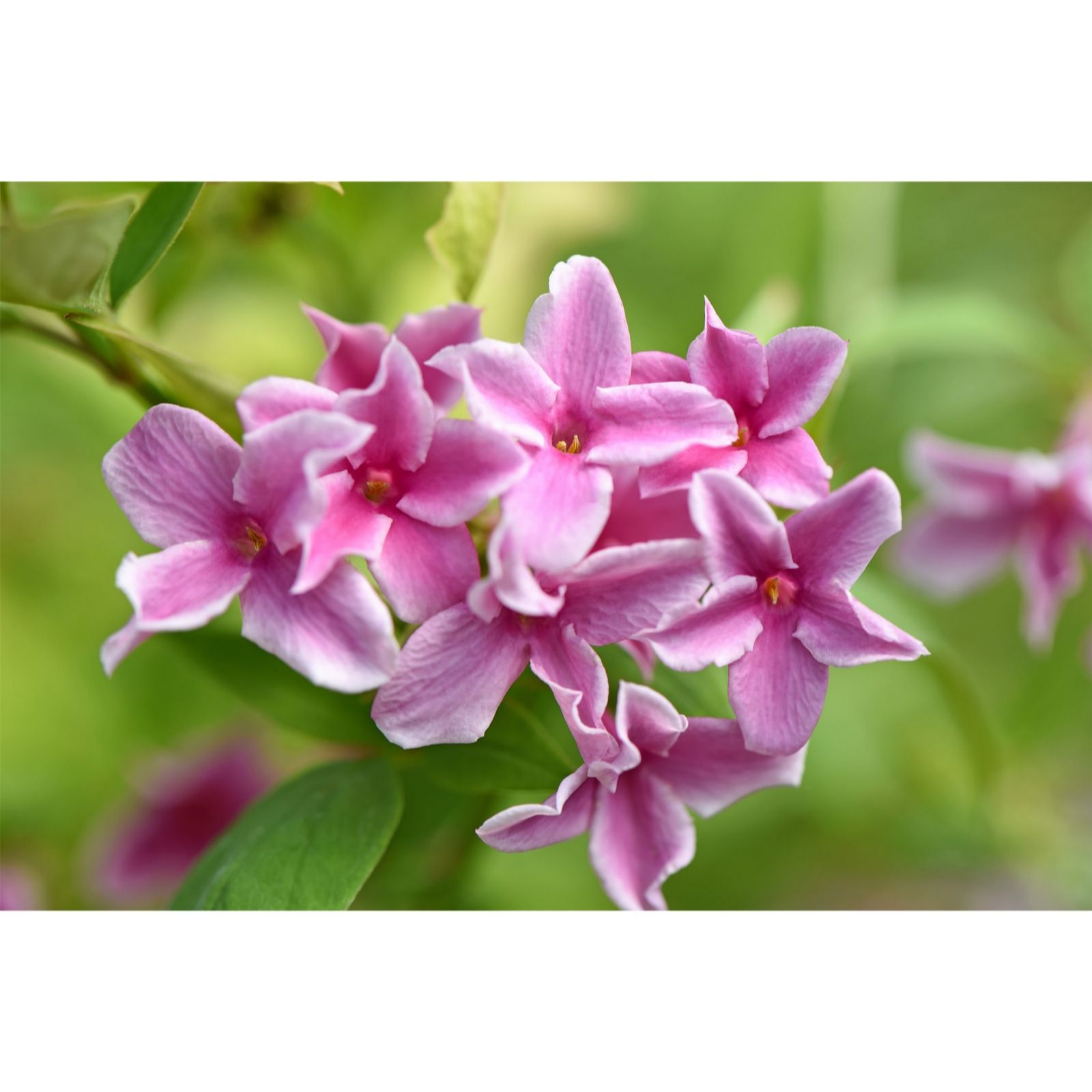 Thompson & Morgan Jasminum Stephanense Starry Starry Summer Scent