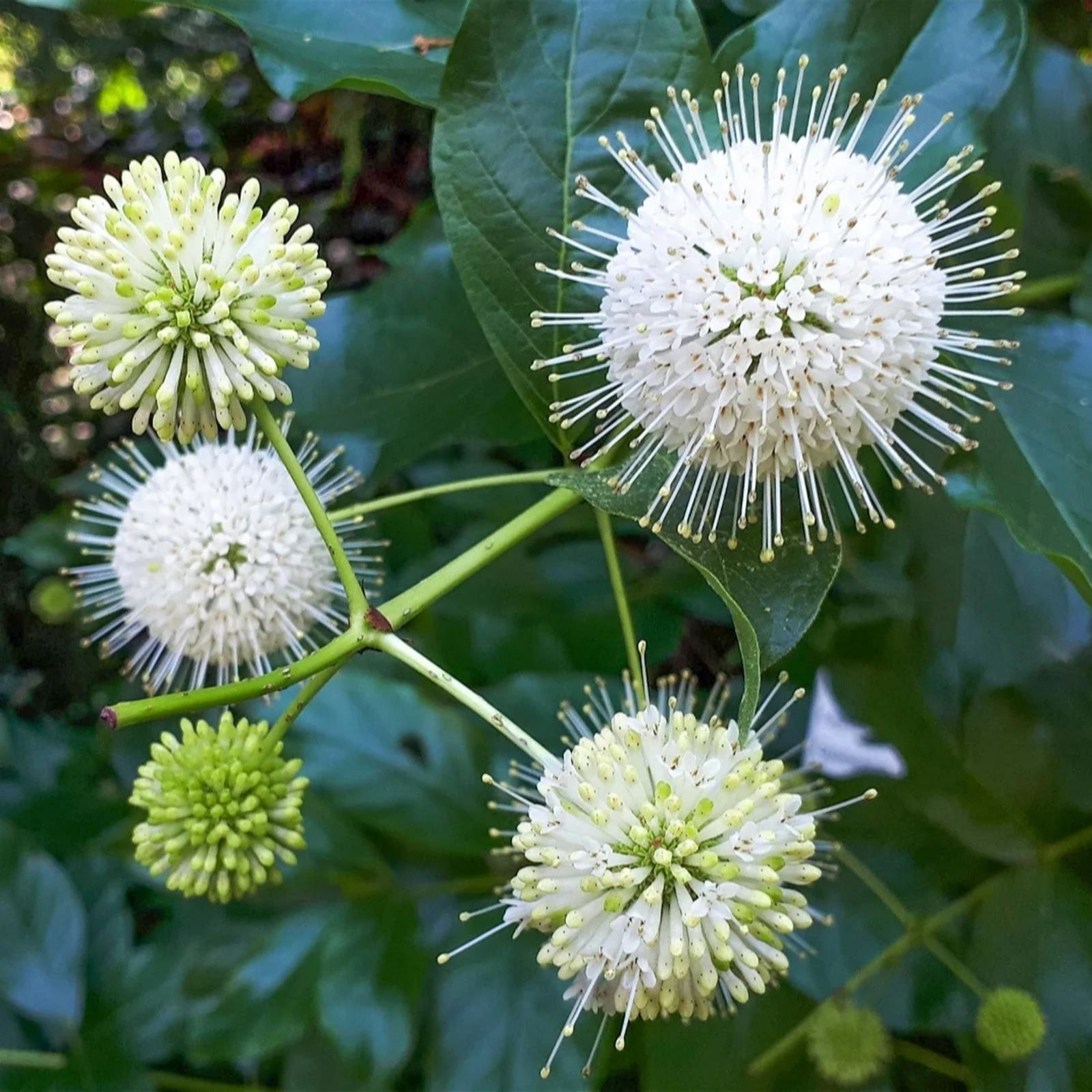 Plants 2 Gardens White/Yellow Plants2gardens Cephalanthus Magical Moonlight 3Ltr