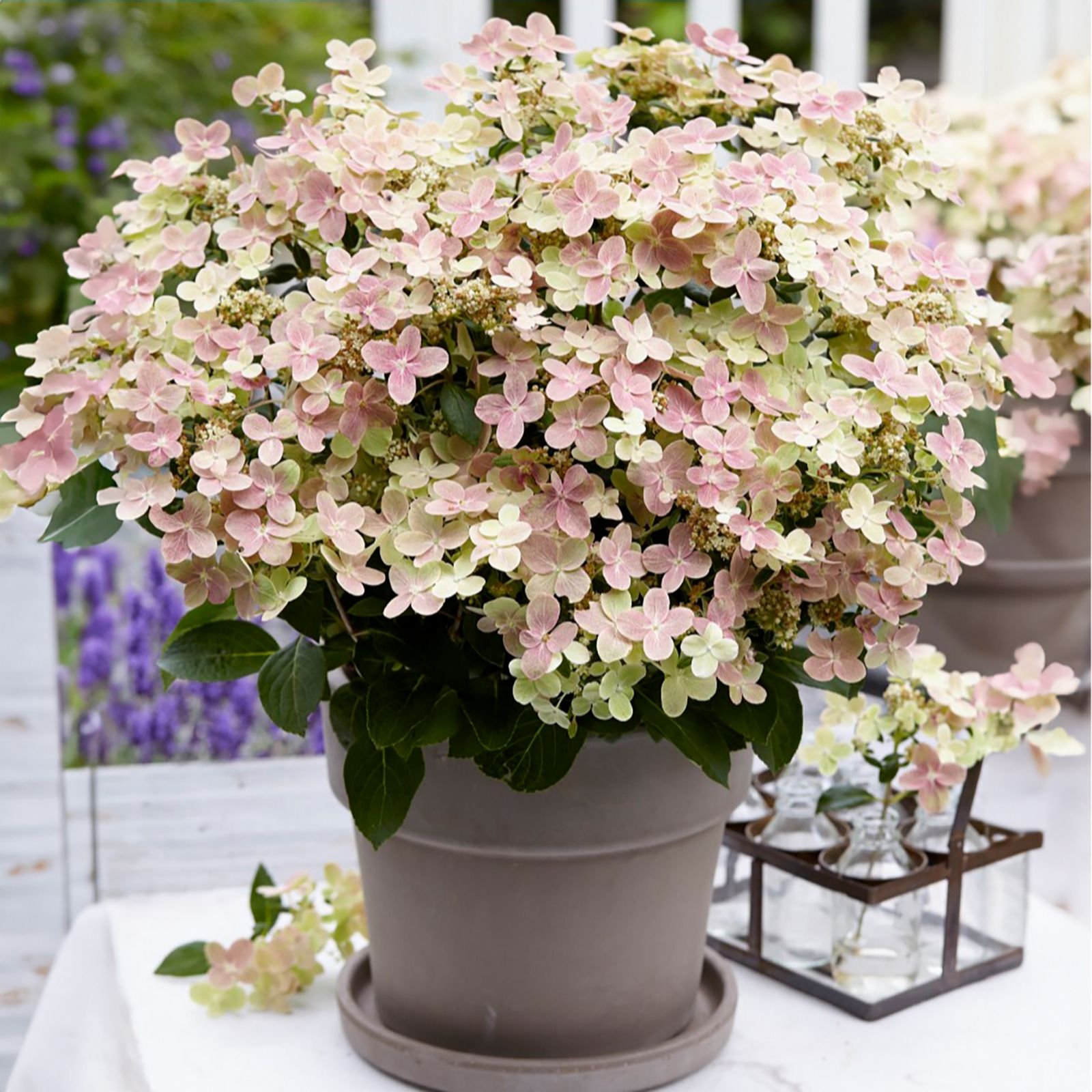 Thompson & Morgan White/Pink Hydrangea Polestar 5 Litre Pot X 1
