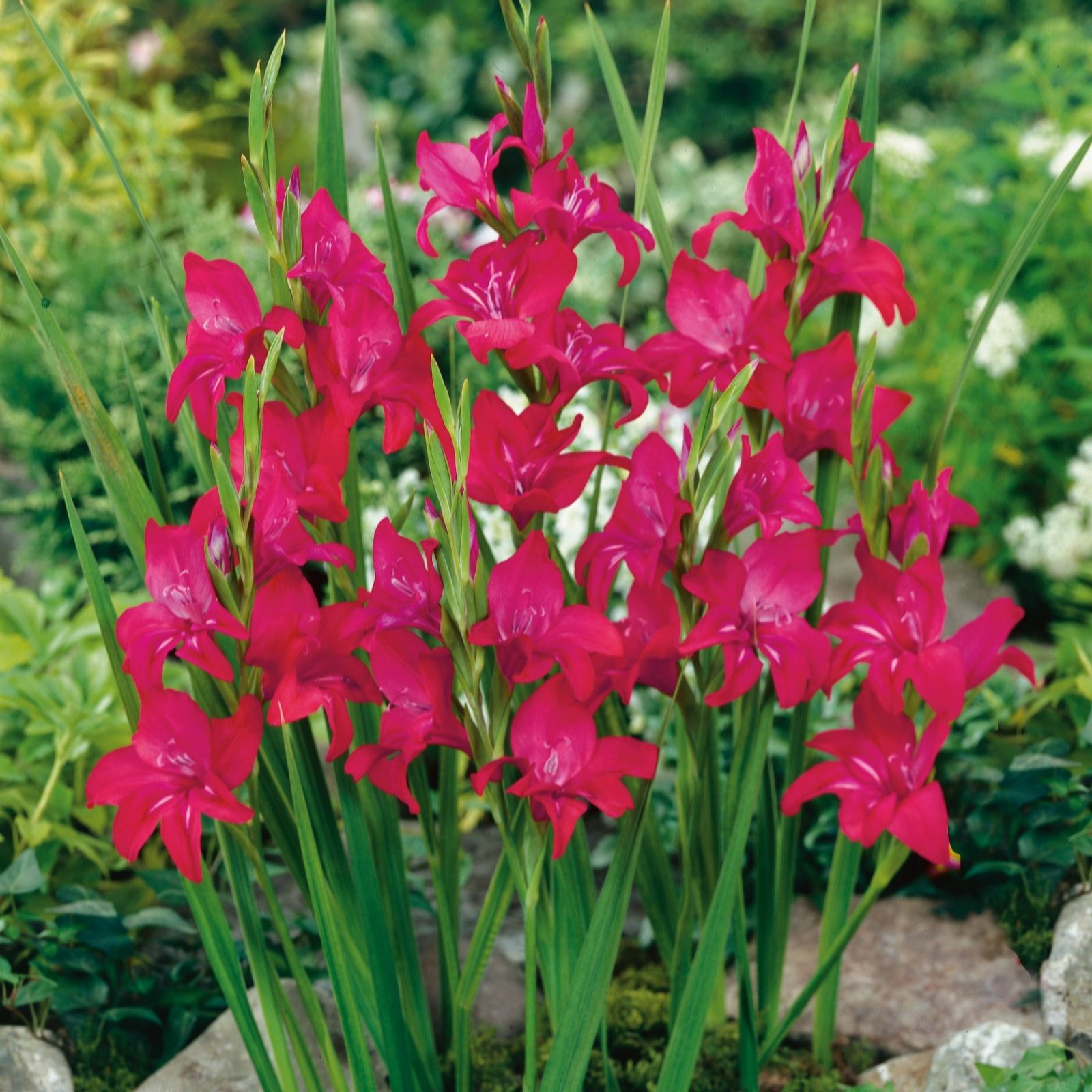 Plants 2 Gardens Pink/White/Purple Plants2gardens Gladioli Volcano 50 X Bulbs
