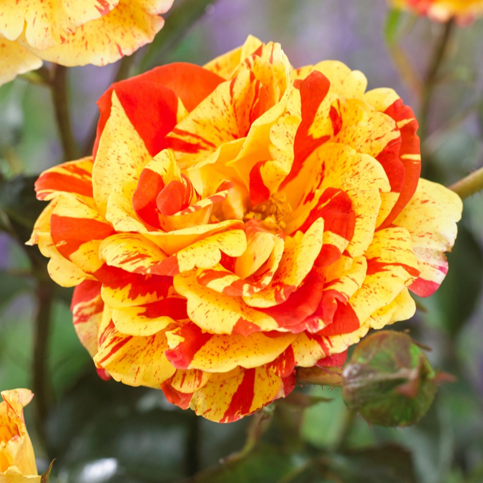 Harkness Roses Yellow/Orange/Dark Rose S & Lemons Papagena Bare Root X2