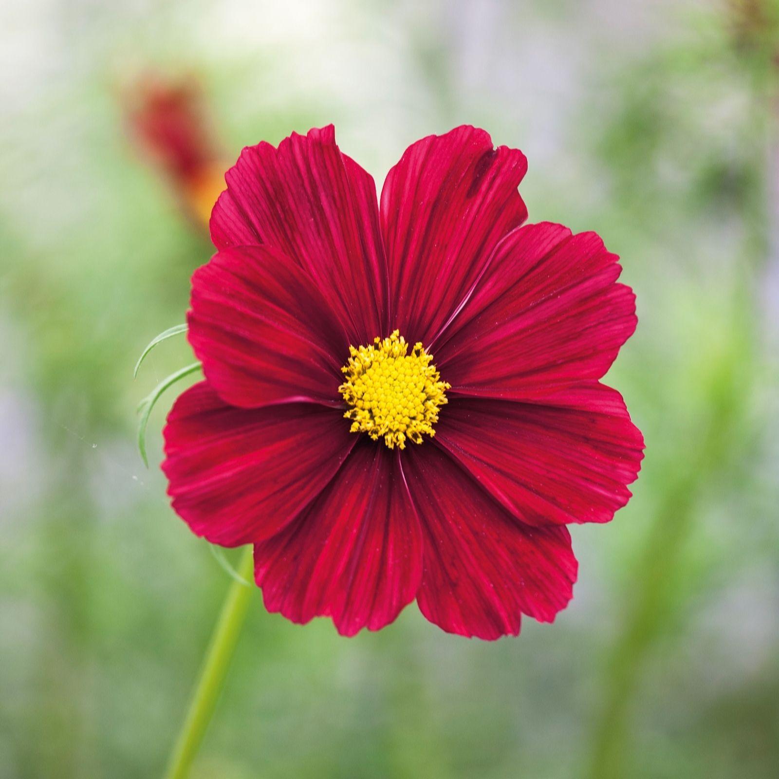 Plants 2 Gardens Plants2gardens Cosmos Cosmini Collection 3 X 2Ltr