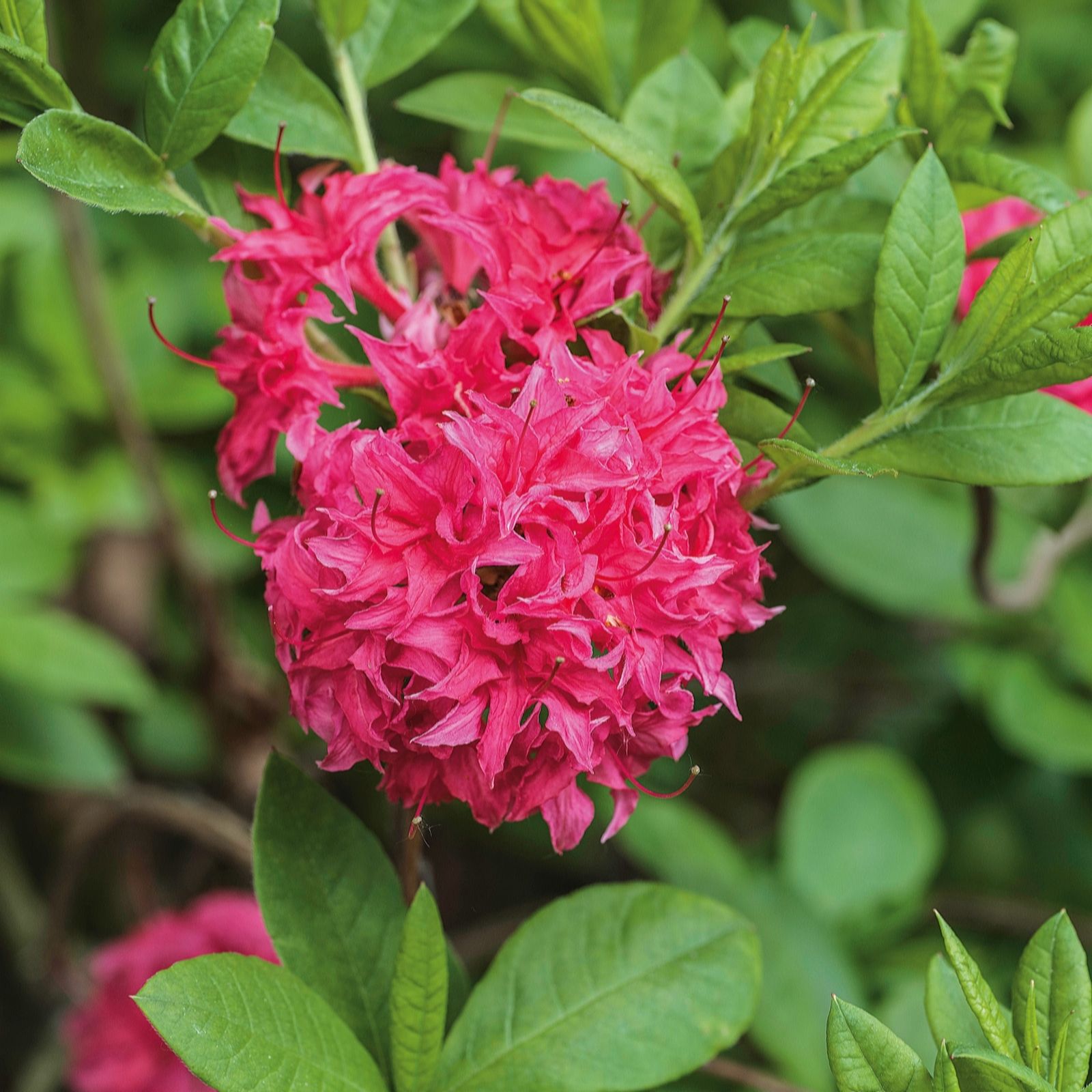 Plants 2 Gardens Pink/Yellow/Green Plants2gardens Azalea Homebush 5Ltr