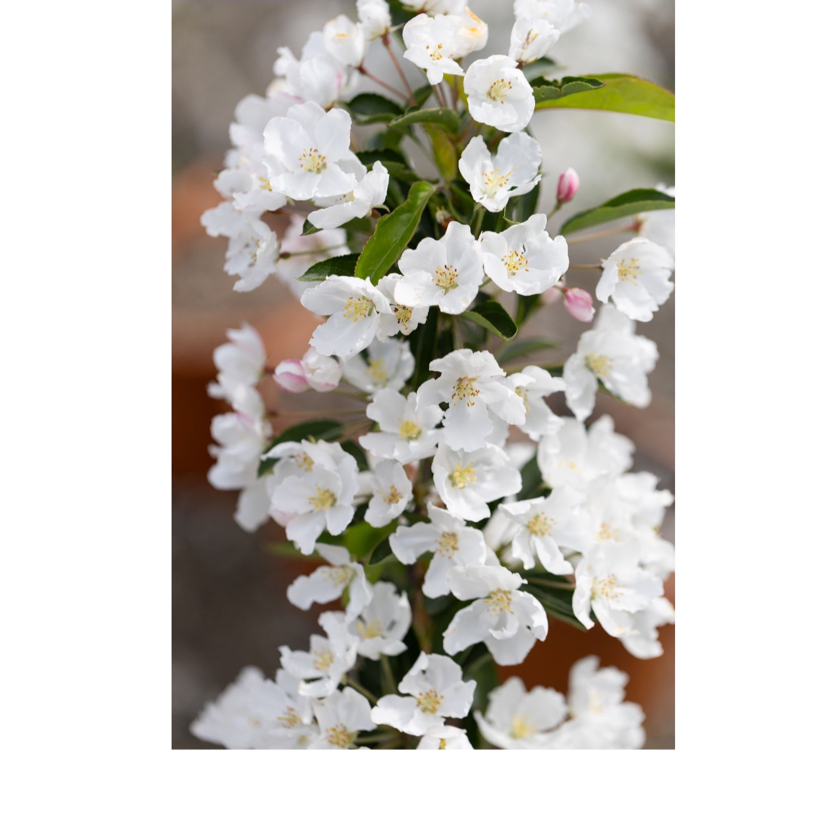 Frank P Matthews White Malus Admiration In 12 Litre Container
