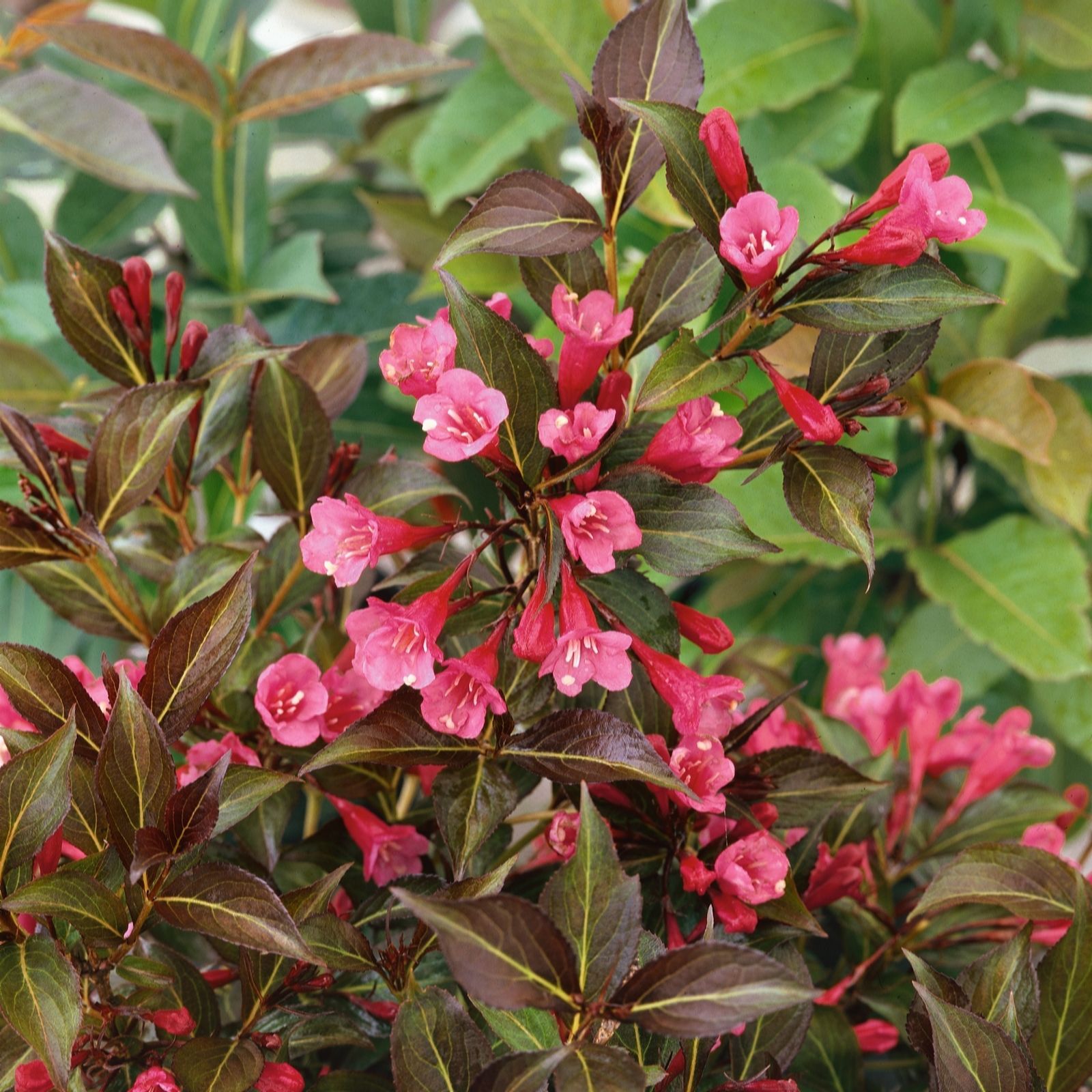 Plants 2 Gardens Red/Dark Plants2gardens Weigela Arabian Nights 4.5L