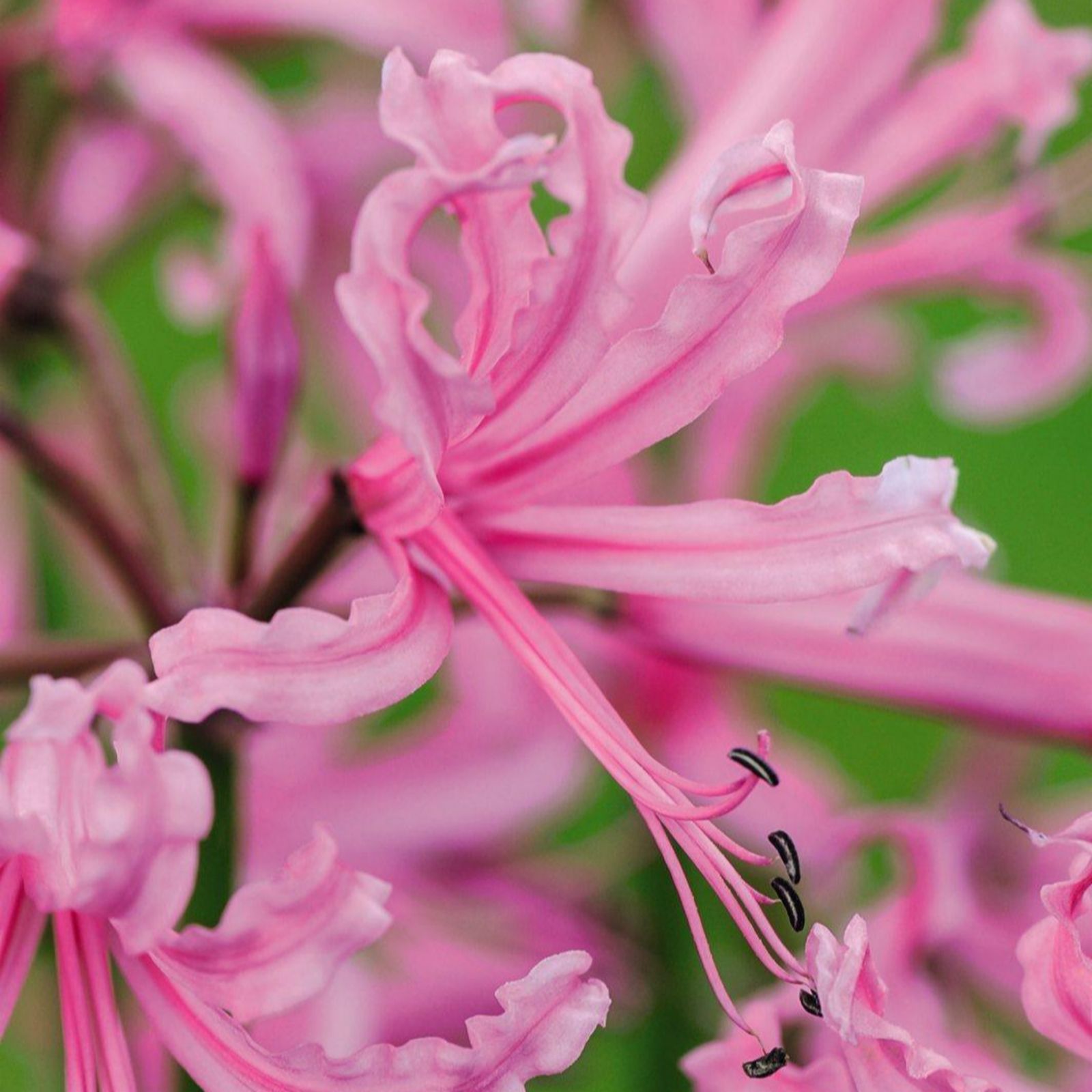 Thompson & Morgan Pink Nerine Bowdenii 20 Bulbs