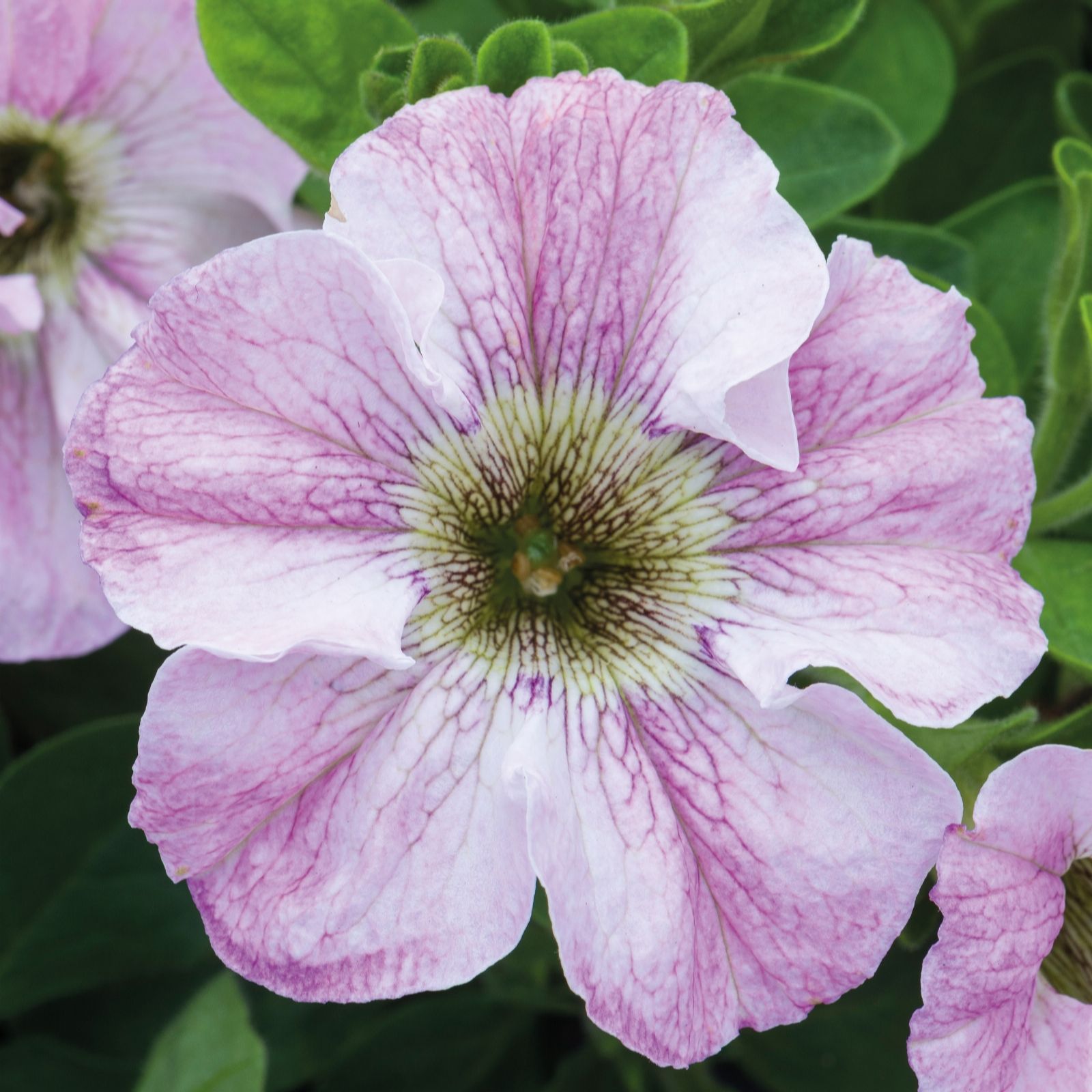 Richard Jackson White/Dark/Pink Petunia Bridal Blush Power Plants 5X 5.5Cm