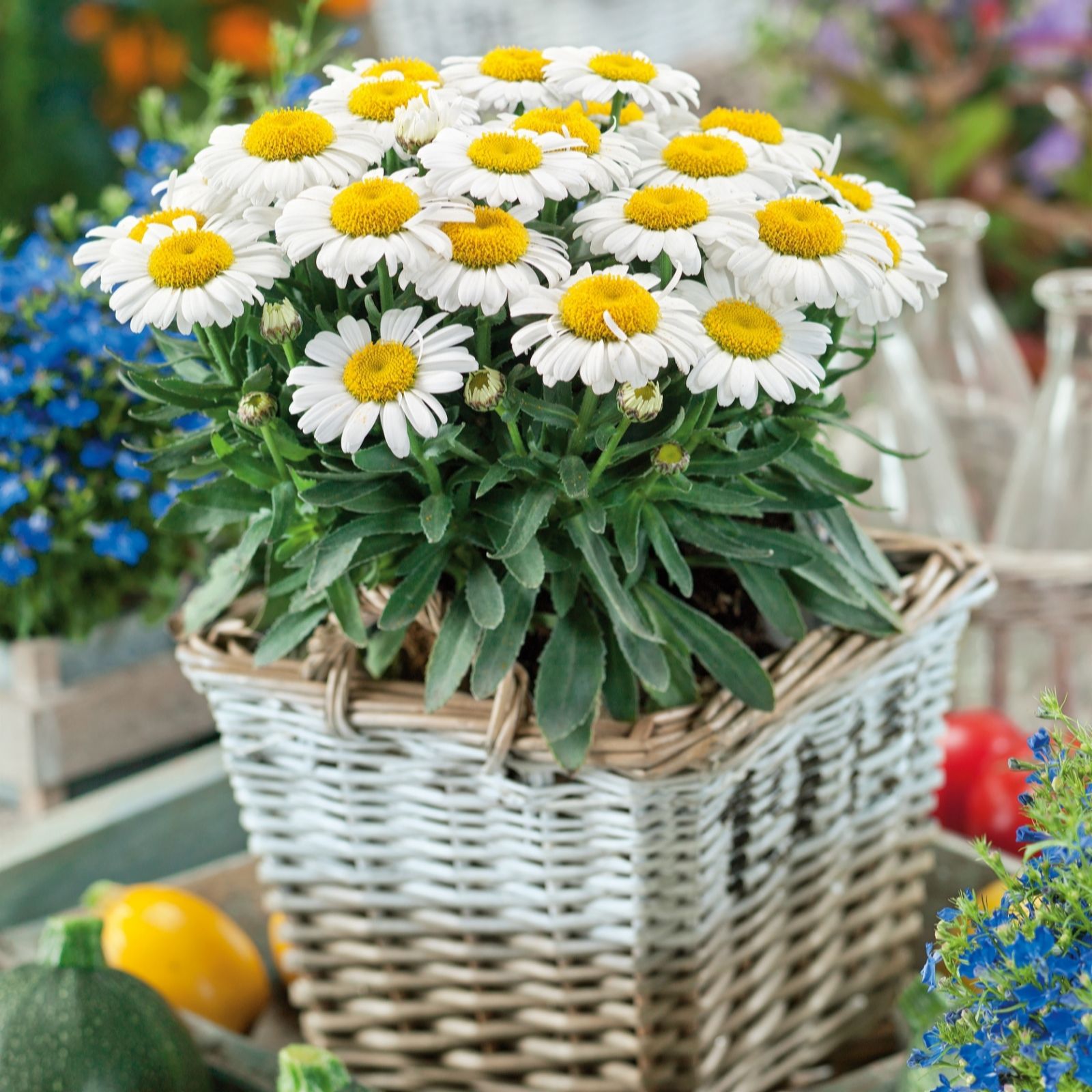 Plants 2 Gardens Banana Cream Plants2gardens Leucanthemum 3 X 2Ltr
