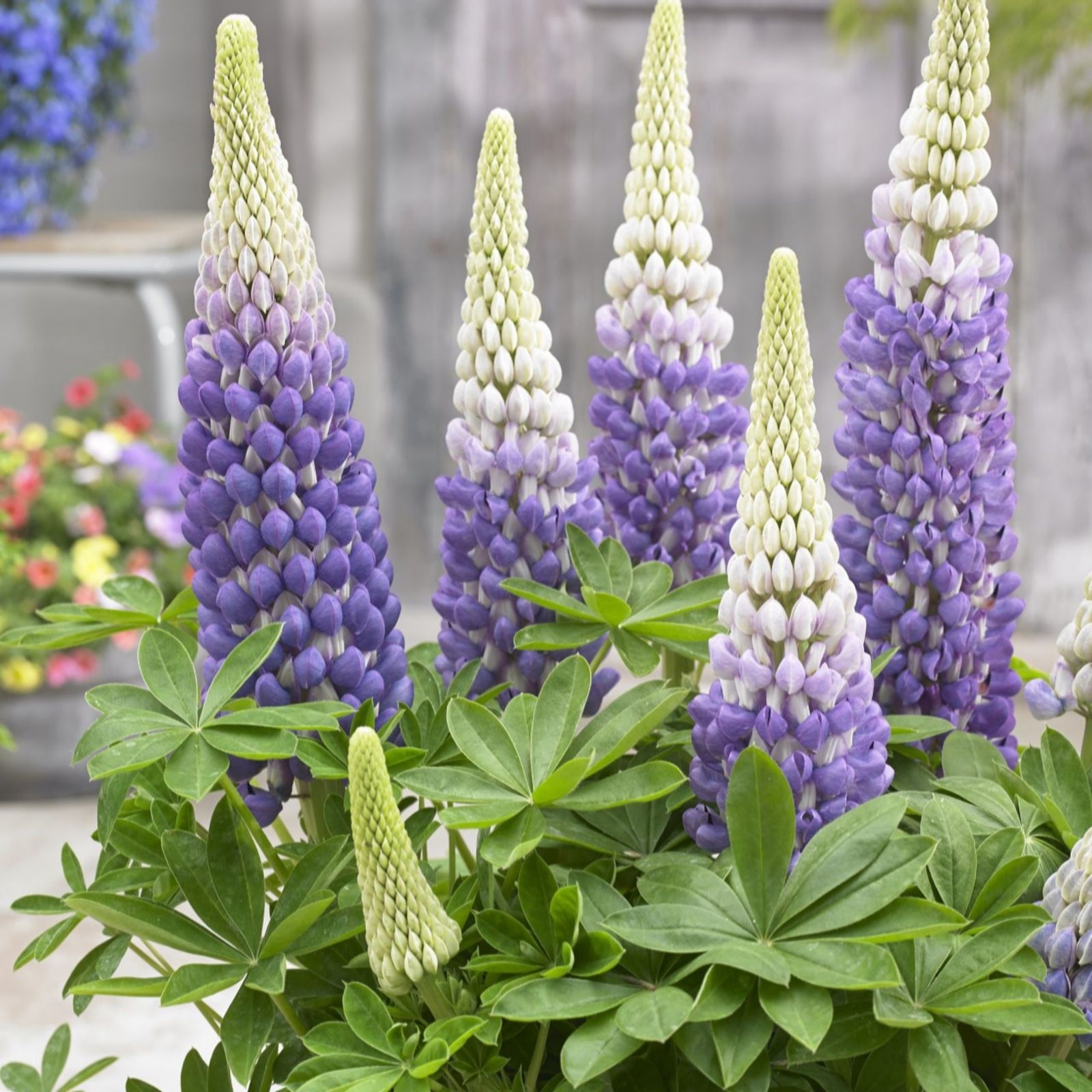 Thompson & Morgan Rachel De Thame Lupin West Country 3 Litre Pot X 1