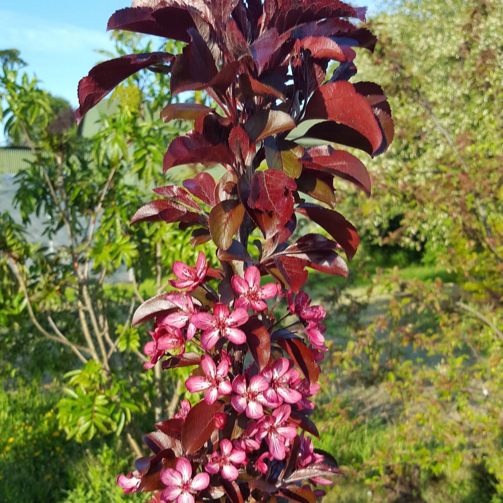 Frank P Matthews Burgundy/Black/Green Malus Arostm In 12 Litre Container