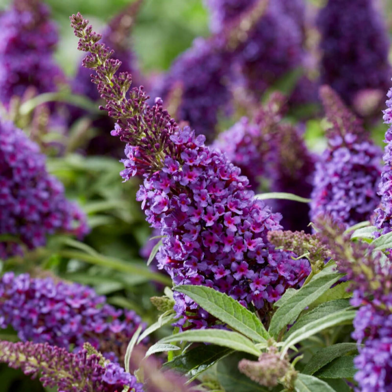 Yougarden Purple Buddleia Butterfy Candy 'Little ' Standard In An 18...