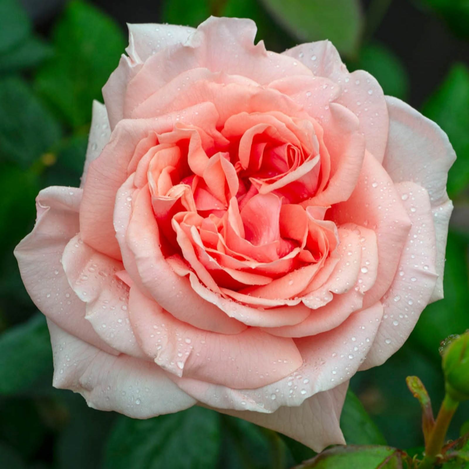 Harkness Roses Green Rose 'It's A Wonderful Life' In A 3L-4L Pot