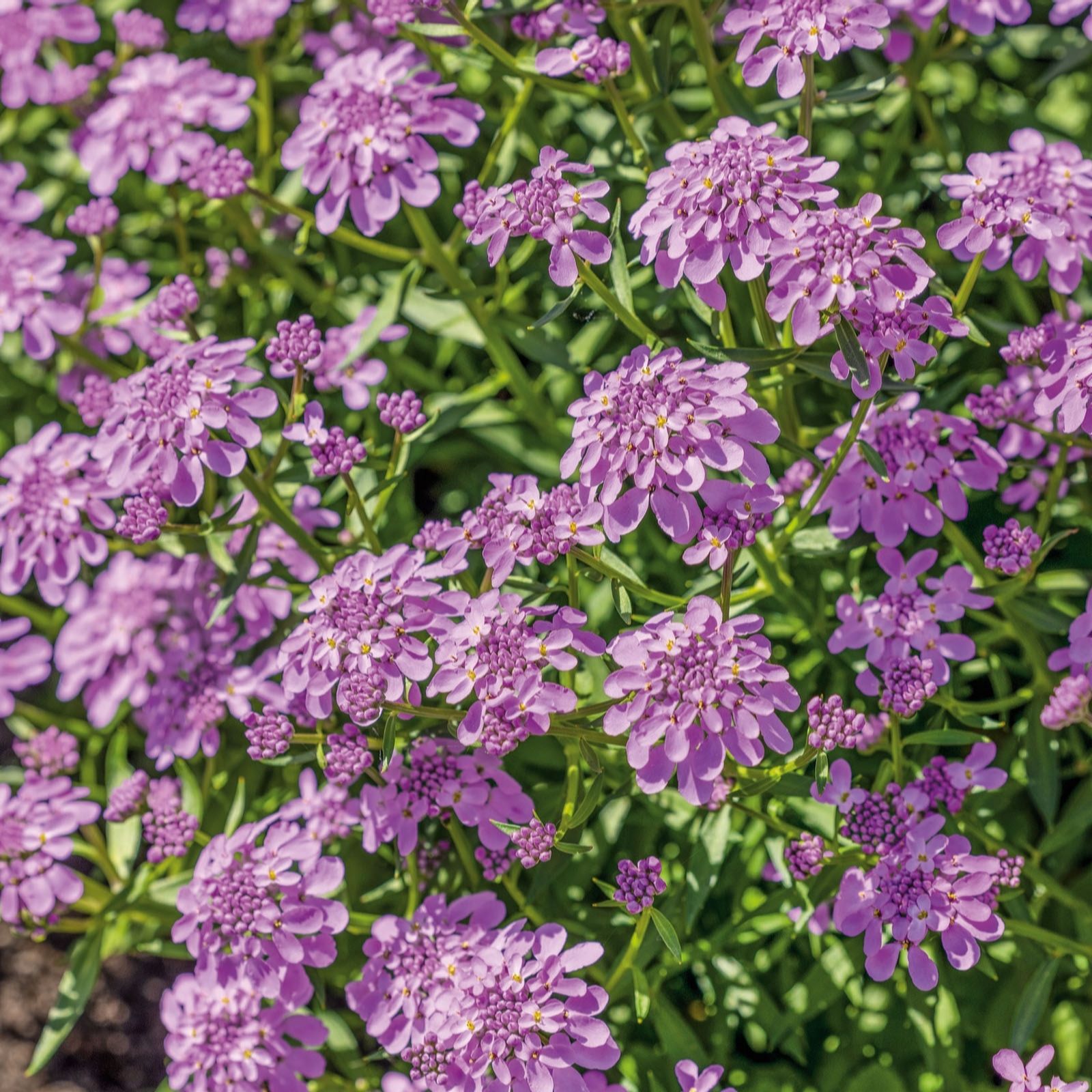 Plants 2 Gardens Lavender Plants2gardens Iberis Mermaid 3 X 2Ltr