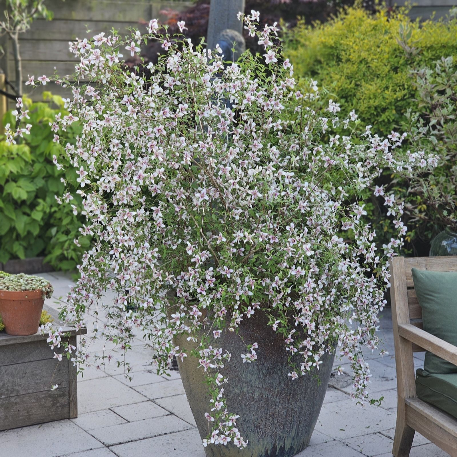 Thompson & Morgan Pink Philadelphus Petite Perfume 10 Litre Pot X 1