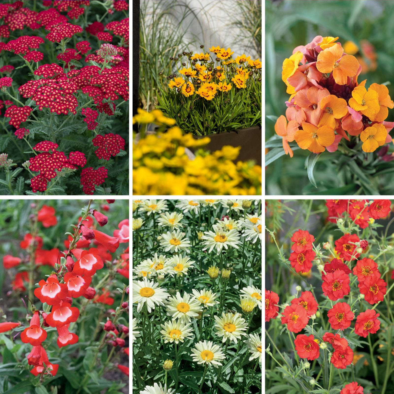 Plants 2 Gardens Cool Plants2gardens Perennial Collection 6 X 2Ltr Plants