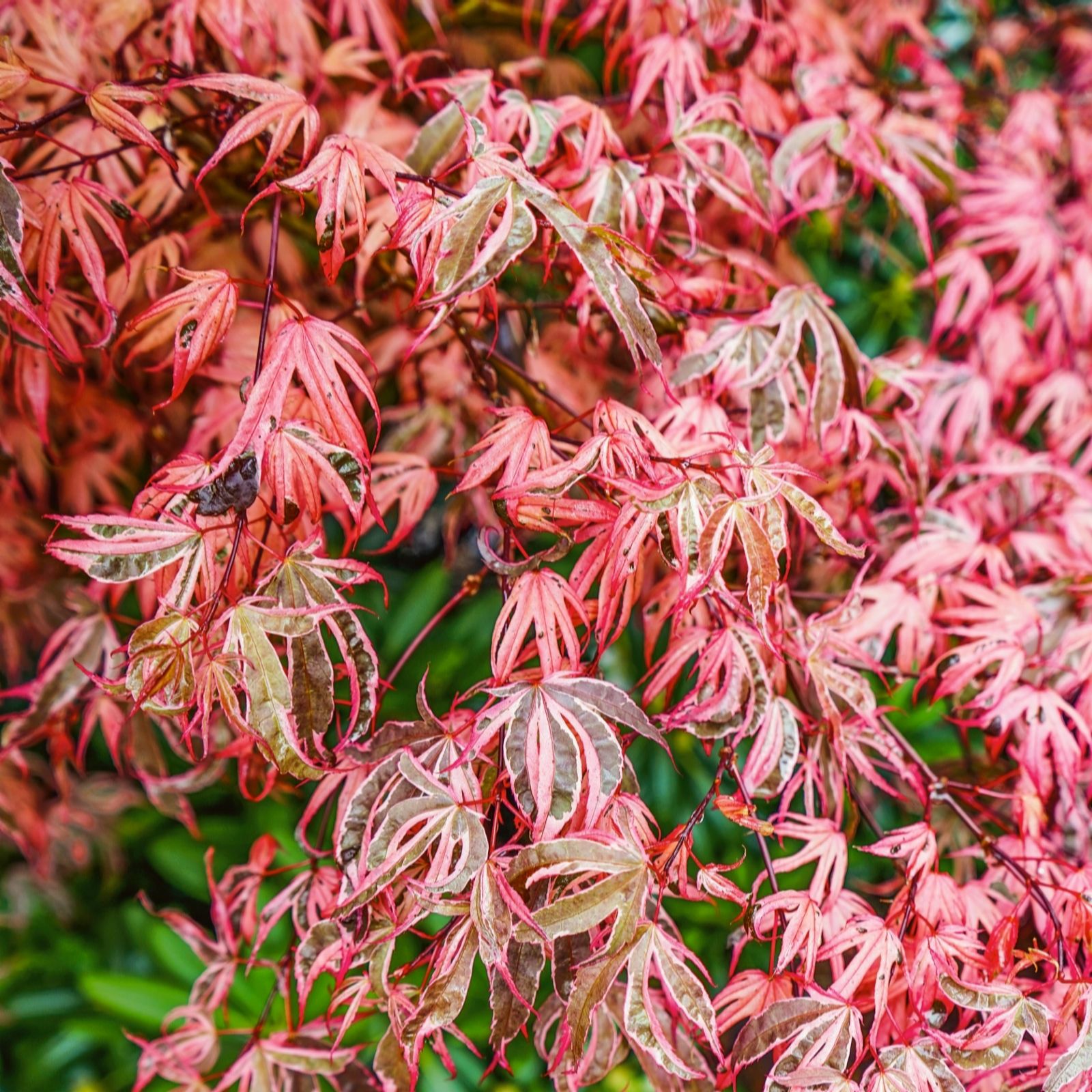 Plants 2 Gardens Pink/Yellow/Bronze Plants2gardens Acer Phoenix 4.5Ltr