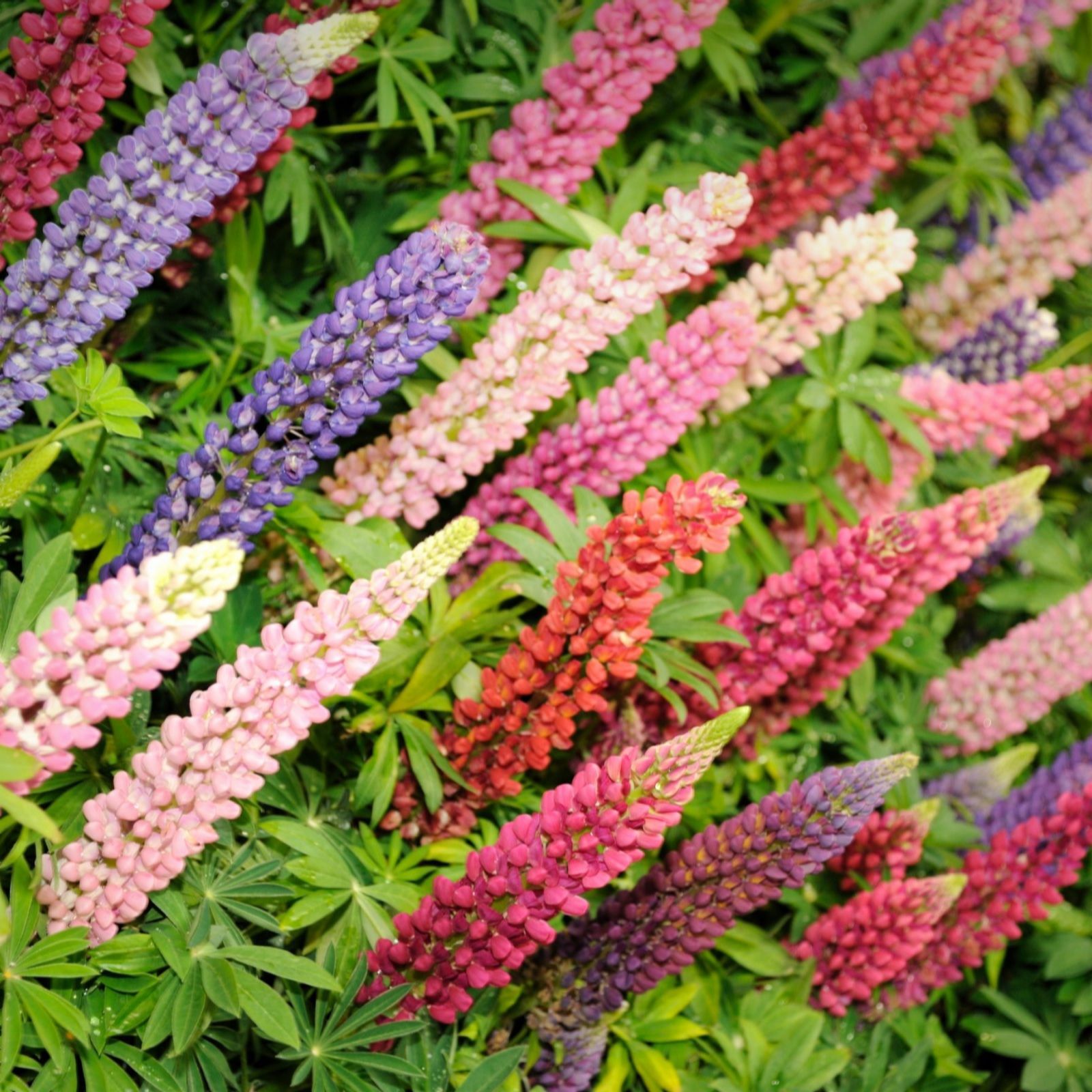 Thompson & Morgan Nurserymans Choice Perennial 1 Litre Pot x 6