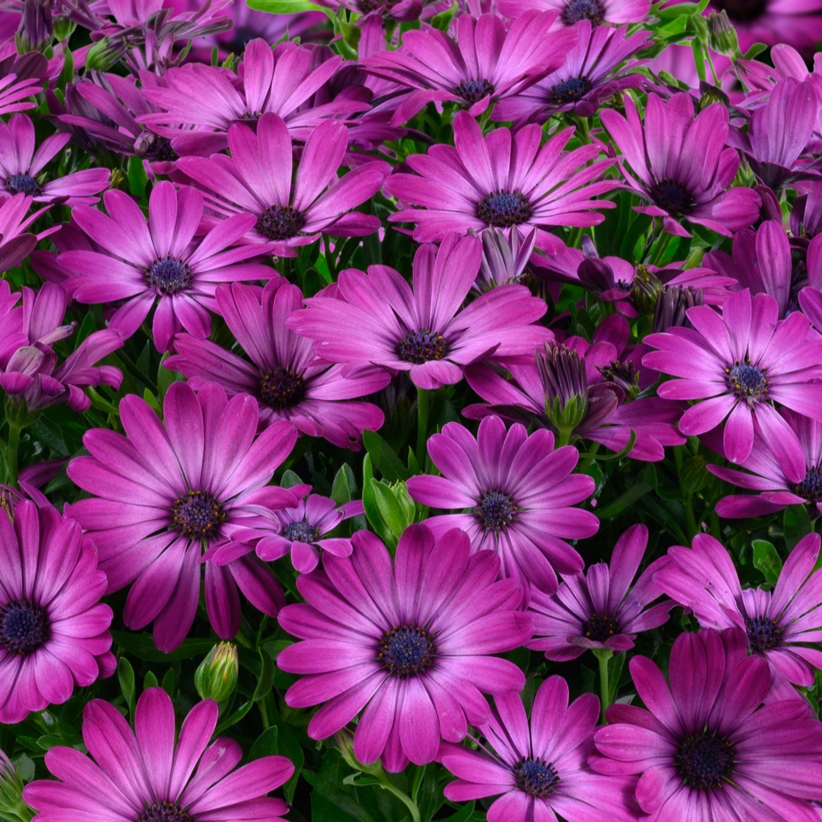 Richard Jackson Purple Cape Daisy
