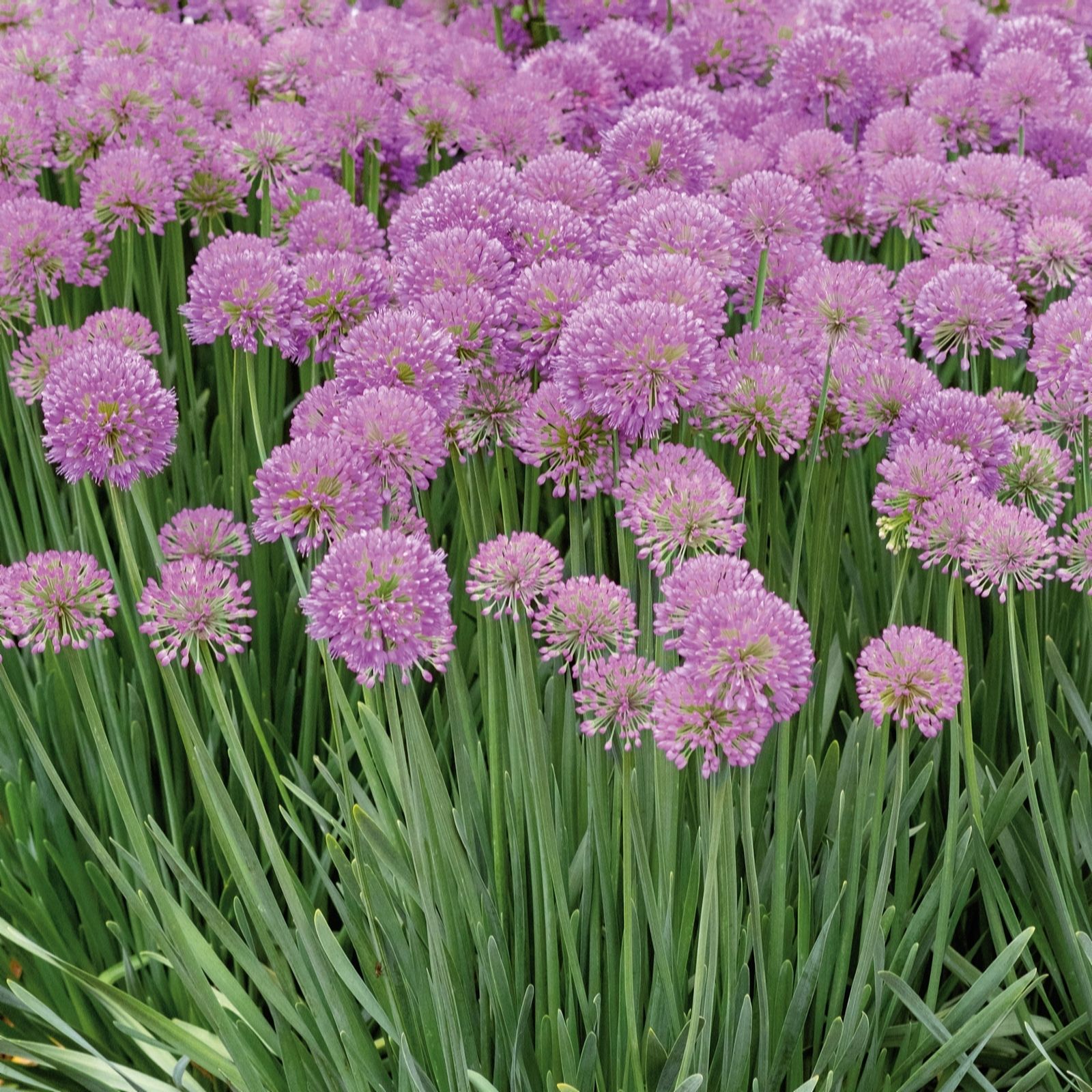 Plants 2 Gardens Plants2gardens Allium Serendipity 3 X 9Cm