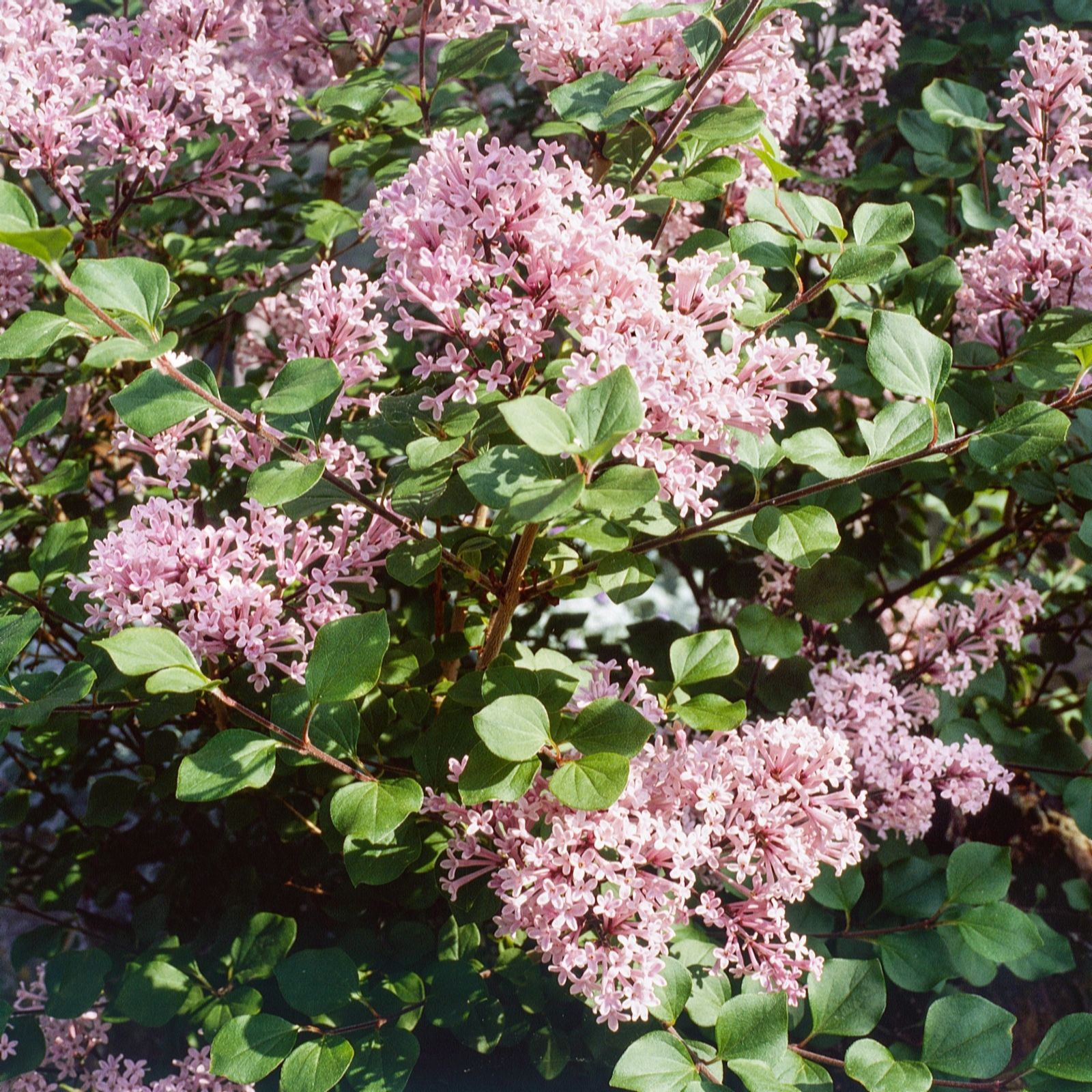 Plants 2 Gardens Lilac/Purple/Green Plants2gardens Syringa Lillifee 4.5Ltr
