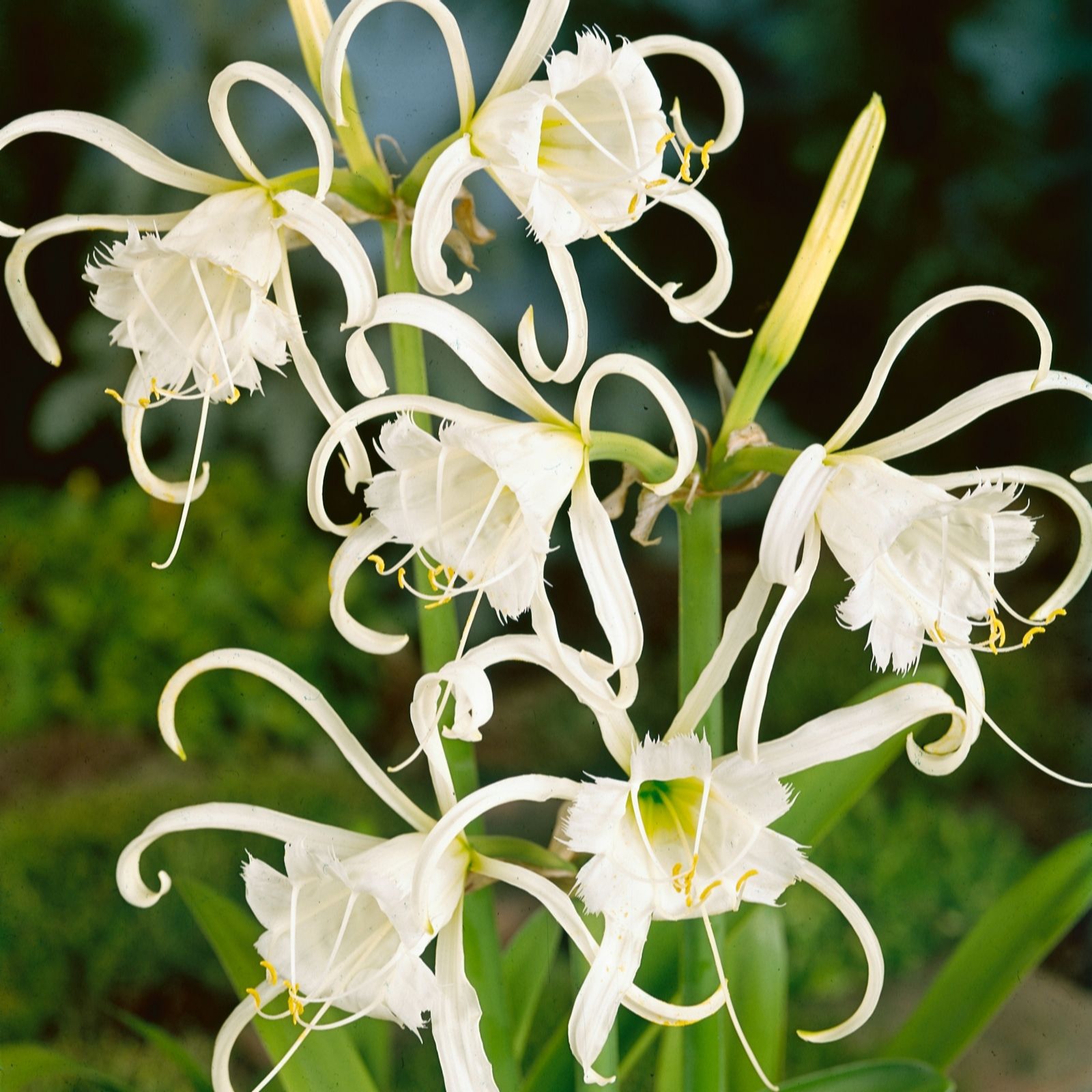 Plants 2 Gardens White/Cream Plants2gardens Hymenocalis Collection 8 Bulbs