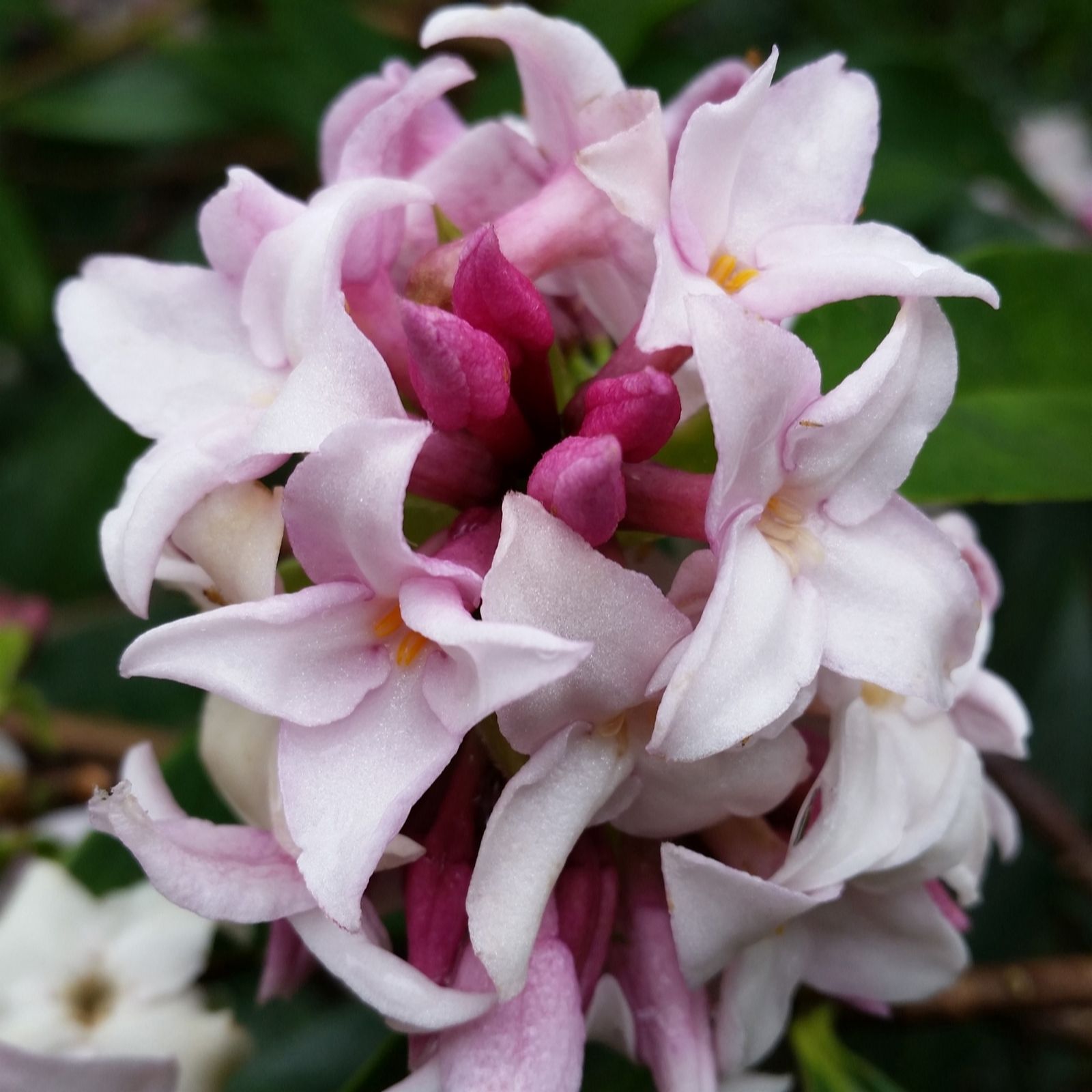 Yougarden  Daphne Perfume Princess 13Cm - Pink - 13cm Pot - Image 4