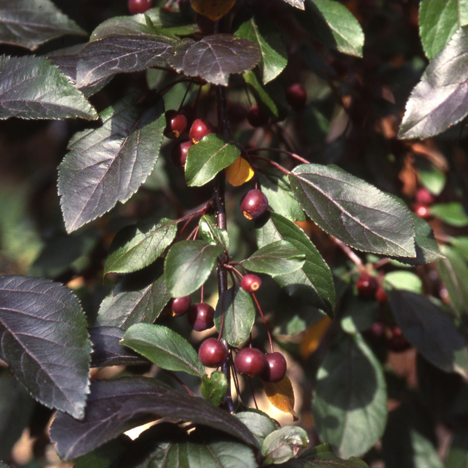 Frank P Matthews Pink/Purple/Green Malus Scarletttm In 12 Litre Container