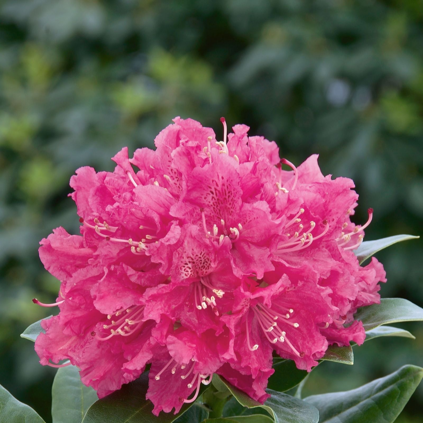 Plants 2 Gardens Plants2gardens Rhododendron 7.5Ltr