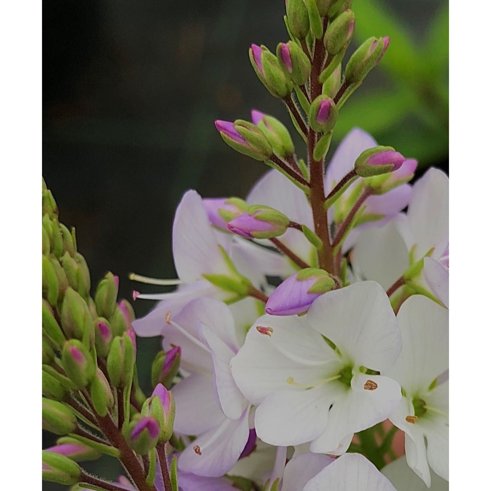 Plants 2 Gardens Pink Plants2gardens Parahebe Avalanche 3X 9Cm Pots