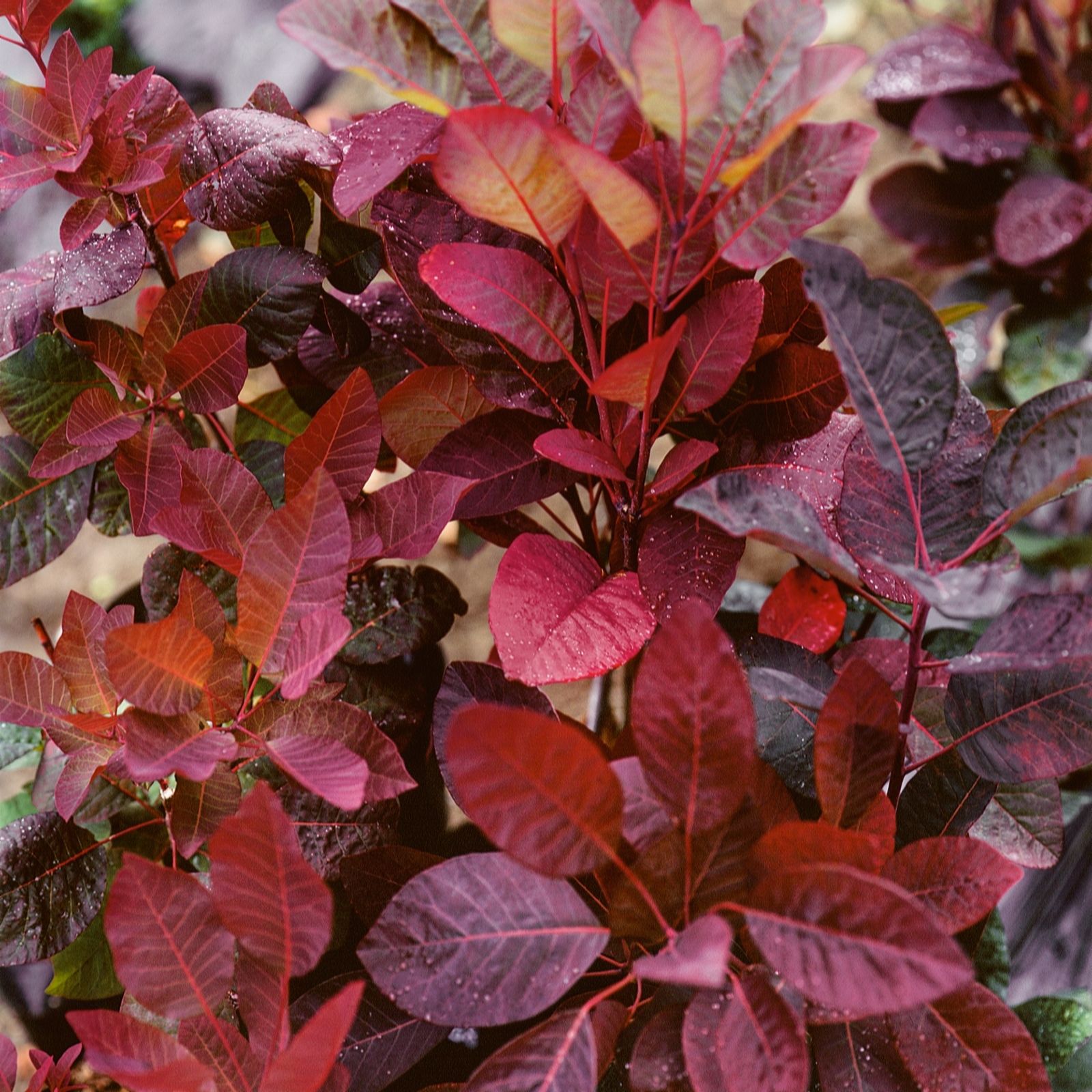 Plants 2 Gardens Purple/Pink Plants2gardens Cotinus Grace 4.5Ltr