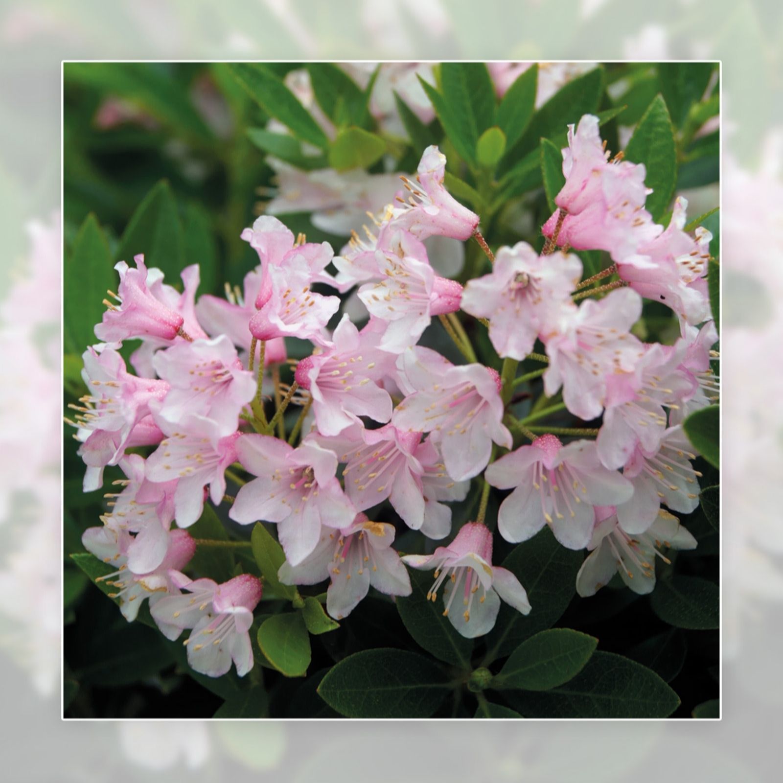 Richard Jackson Pink Bloombux 2L Pot