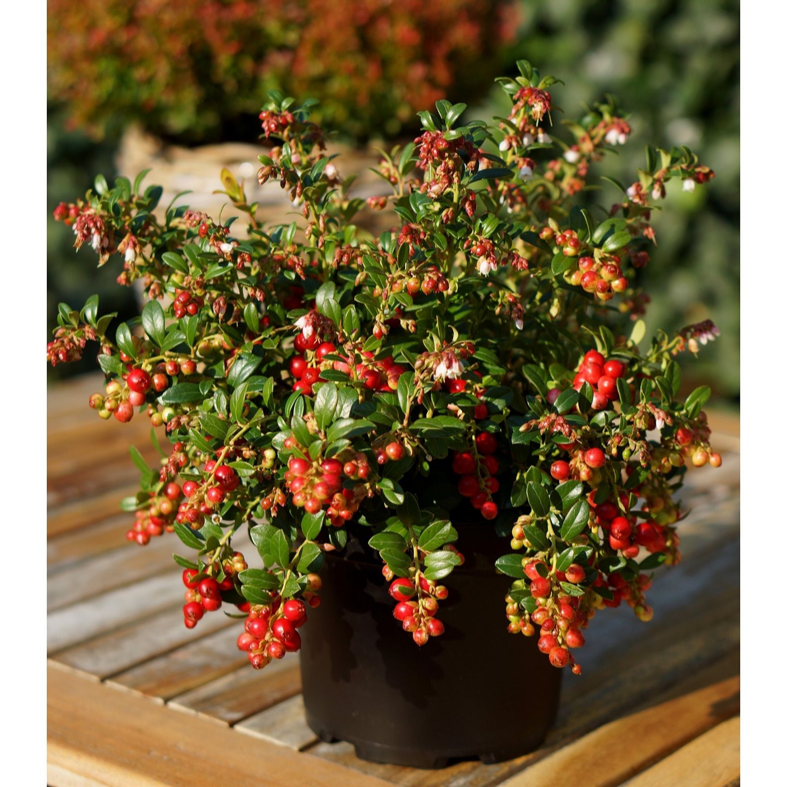 Plants 2 Gardens White/Red Plants2gardens Vaccinium Fireballs 2Ltr