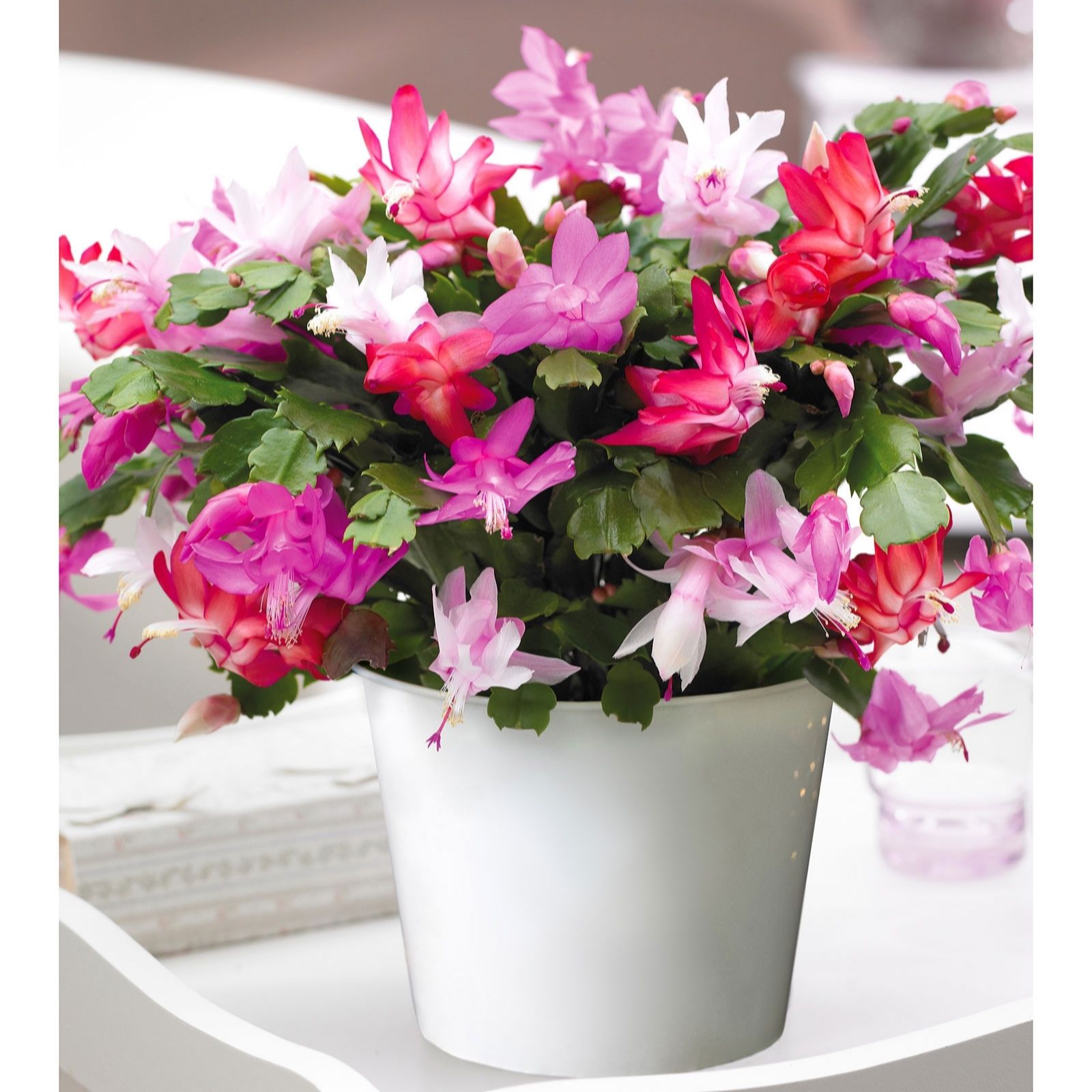 Thompson & Morgan Gift Christmas Cactus Multicoloured in Zinc 13cm Pot