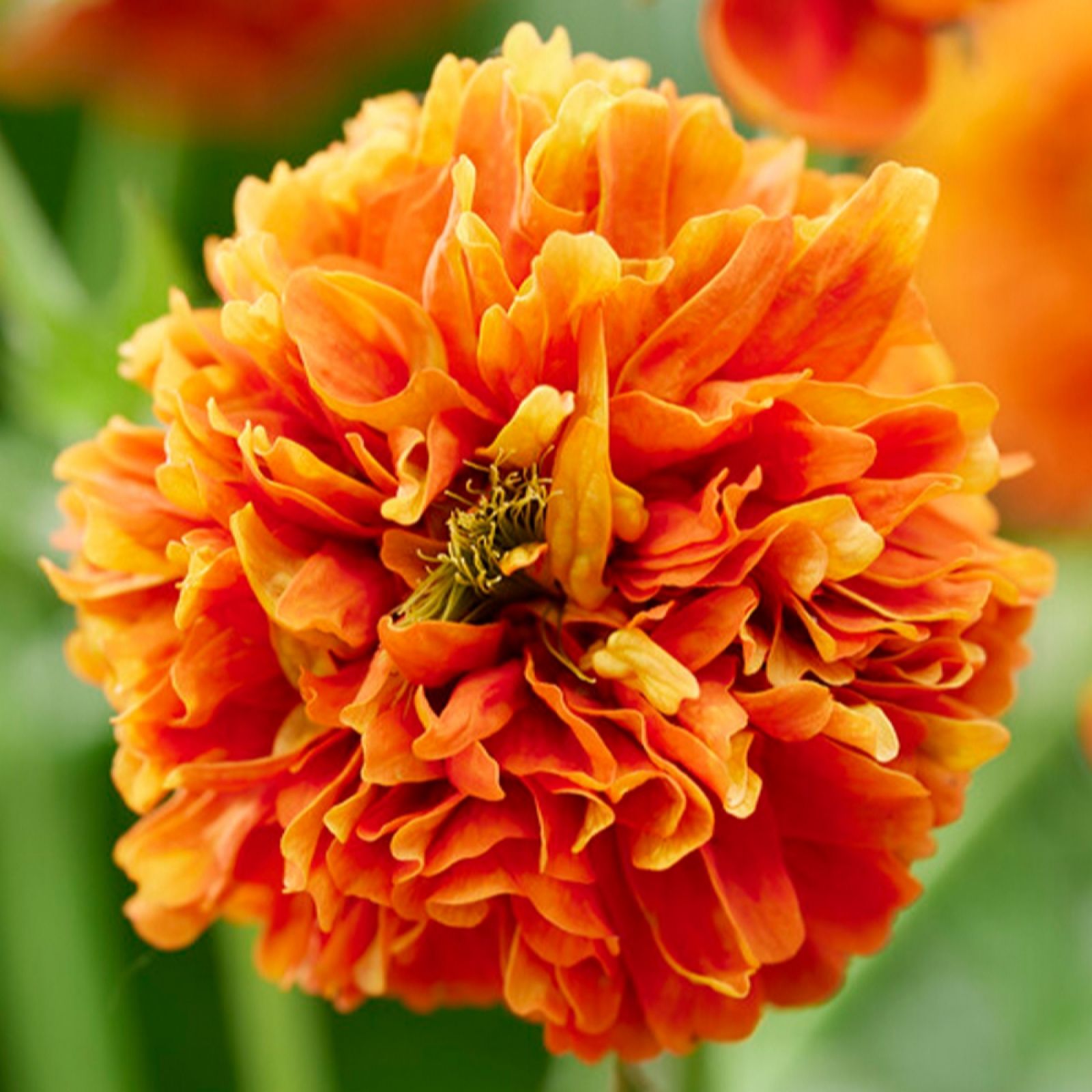 Yougarden Orange Geum Pumpkin 9Cm Pots X3