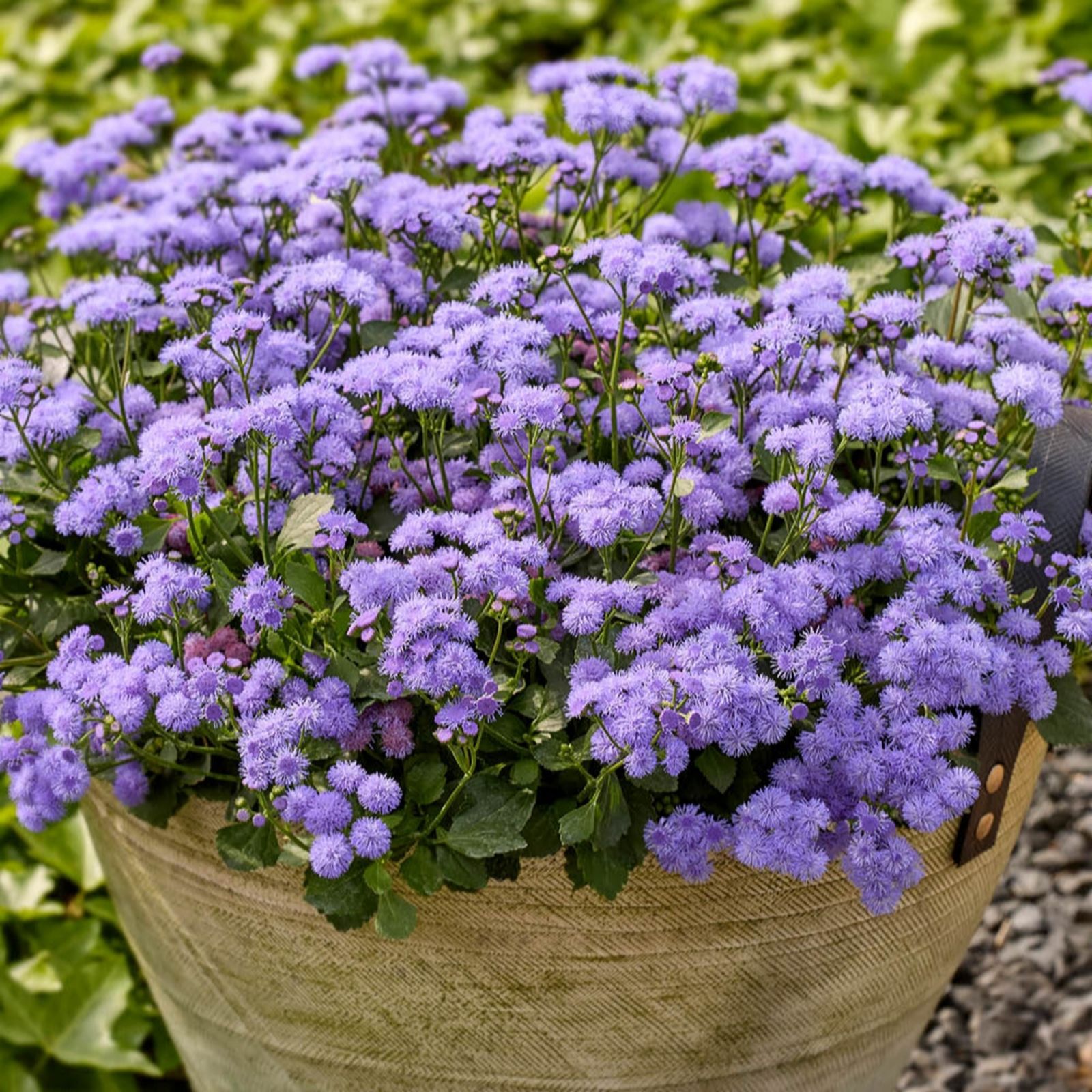 Yougarden Blue Ageratum Monarch Magic Plug Plants X6