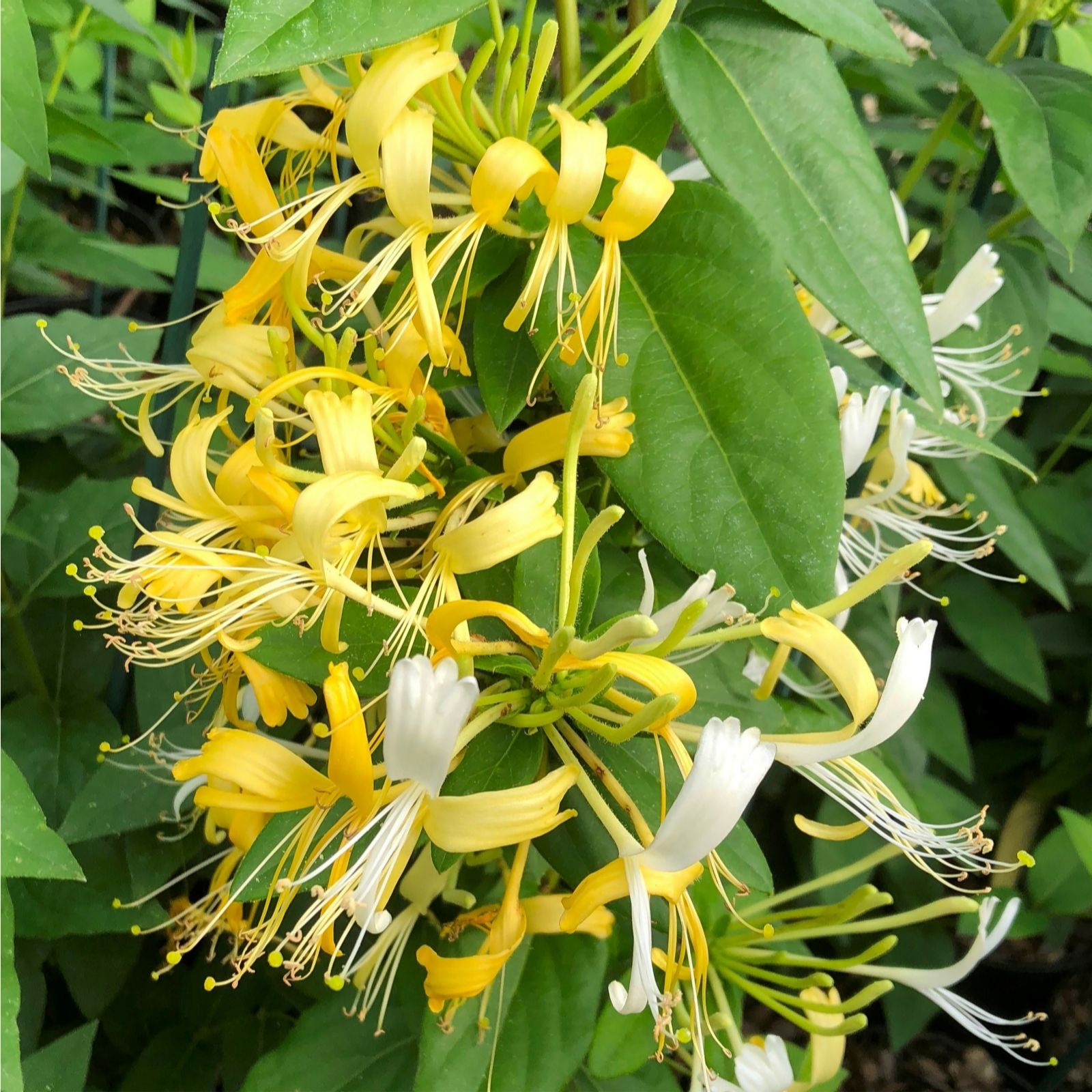 Richard Jackson Richard Jackson's Nursery Fresh Super Scented Honeysuckle 1 X 3 Lit...
